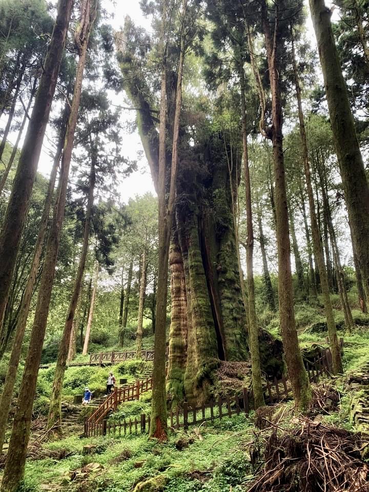 台湾阿里山〔首发