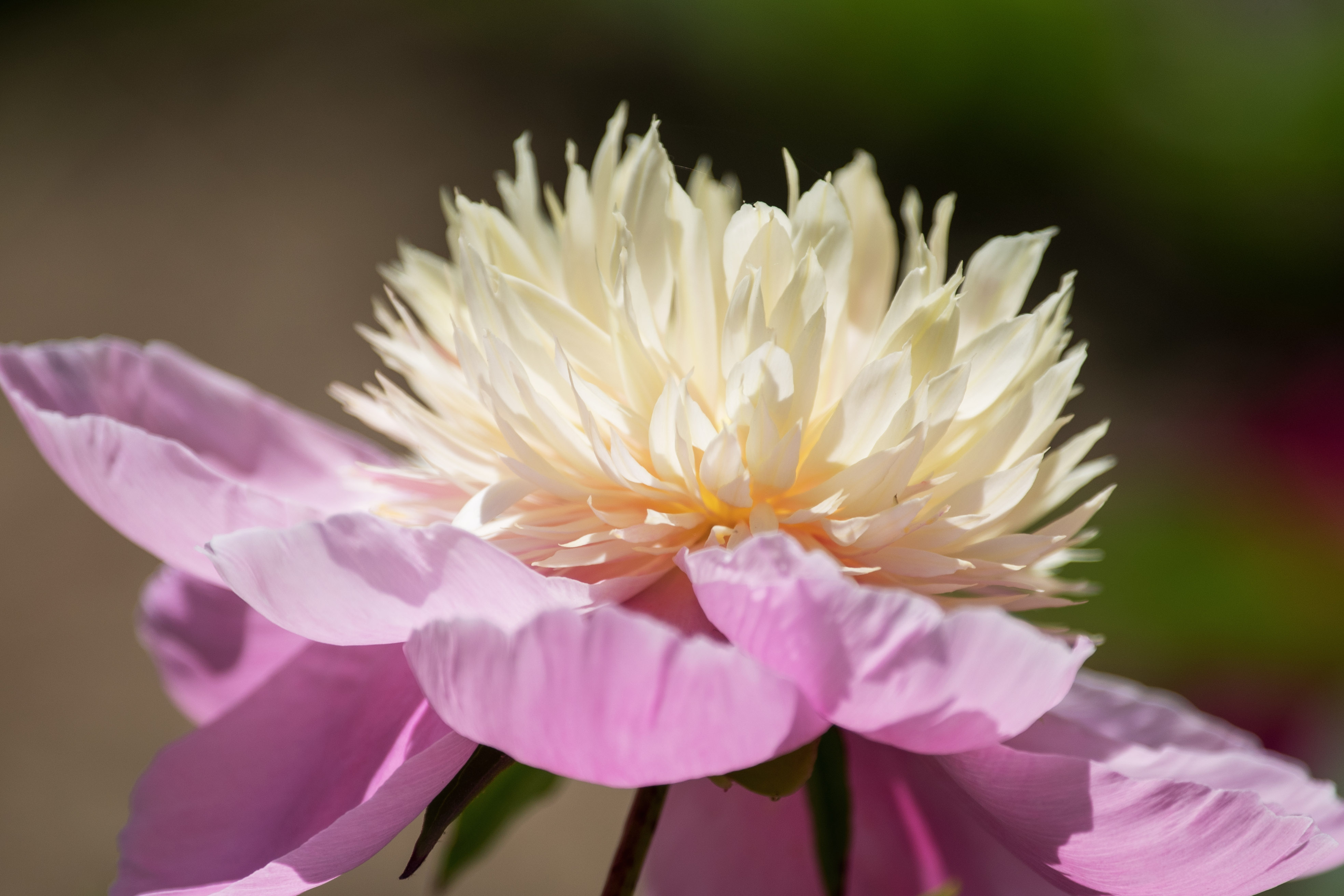 首发莲台芍药花