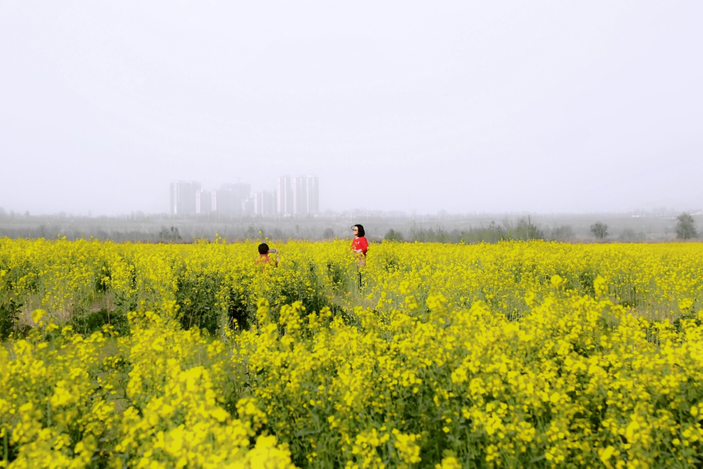 泾渭河边油菜花