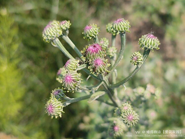 微距刺儿花vⅤ首发