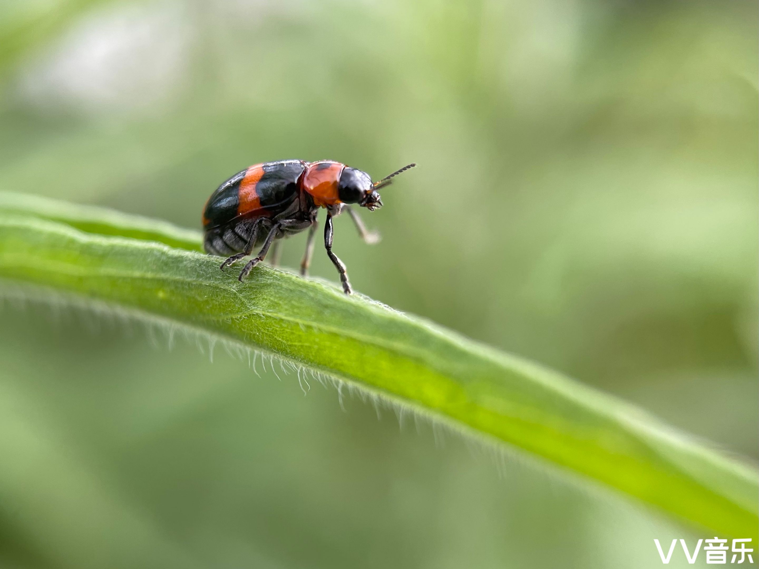中文名 萤火虫 外文名 firefly,glowworm 别名 亮亮虫,火炎虫,夜火虫