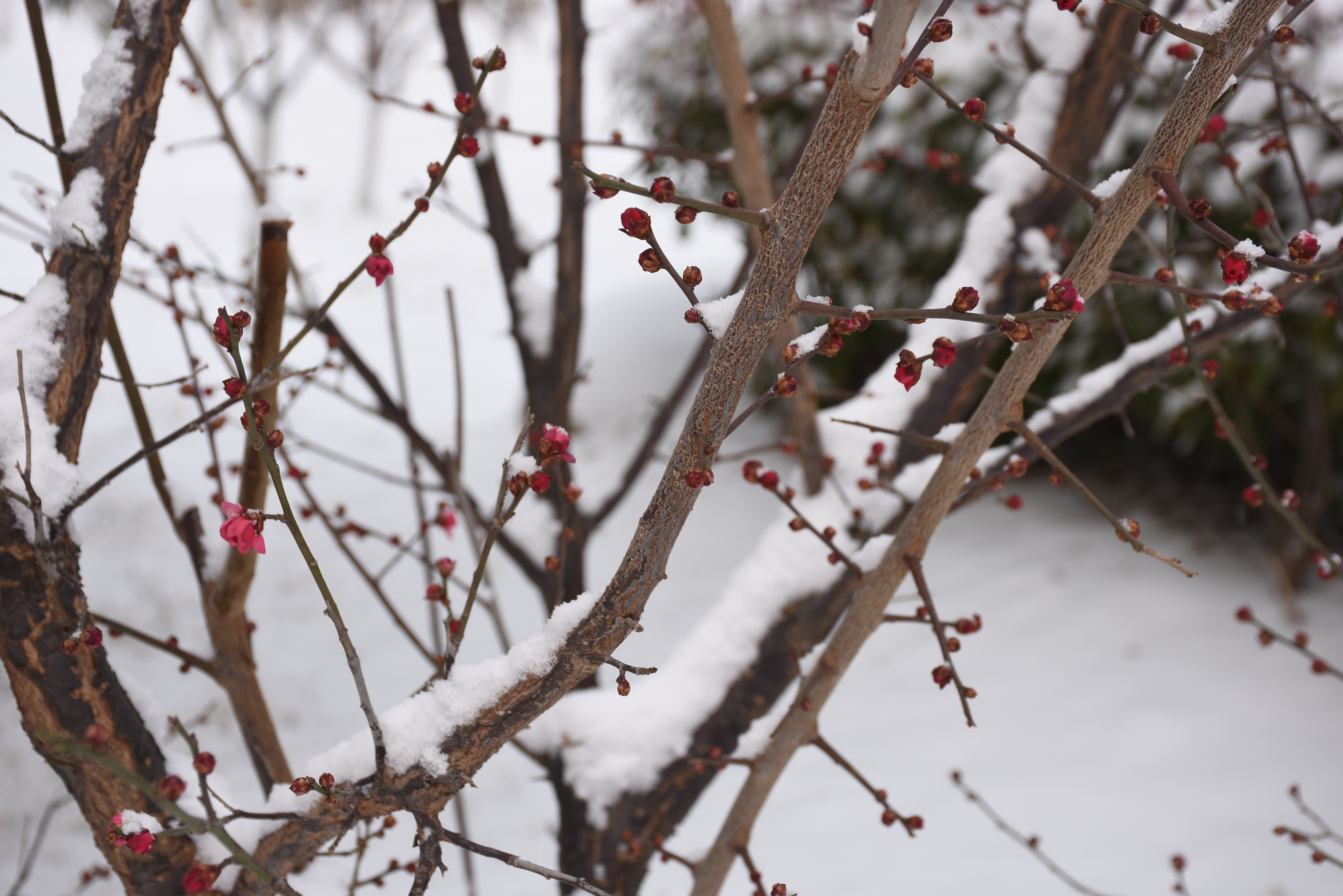 寒香雪