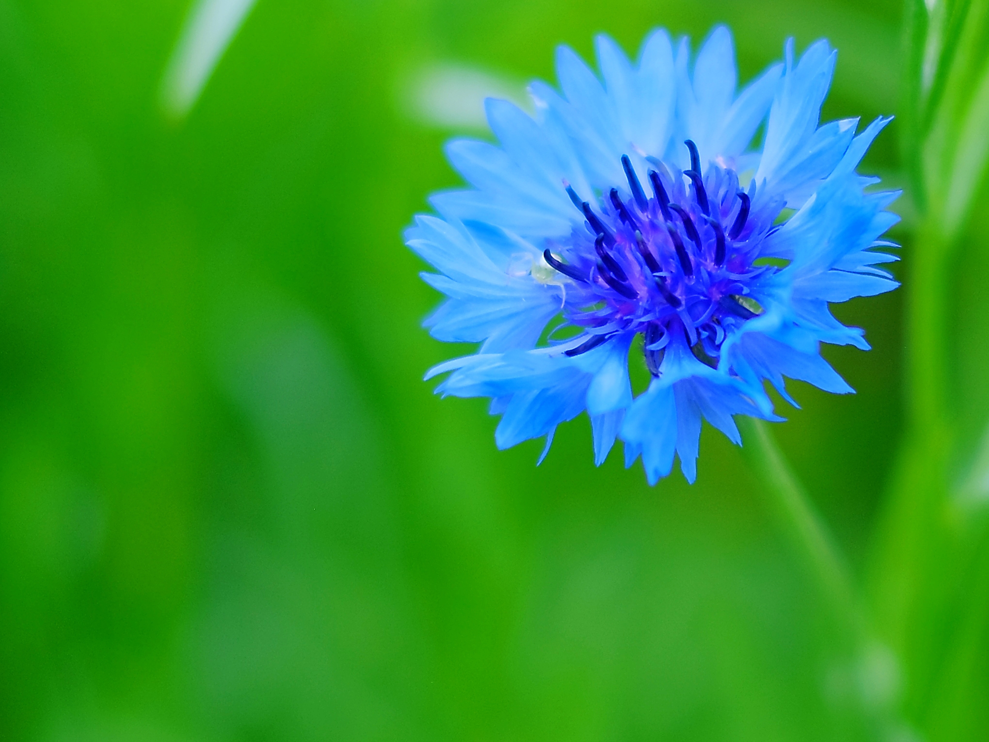 漂亮的蓝花矢车菊