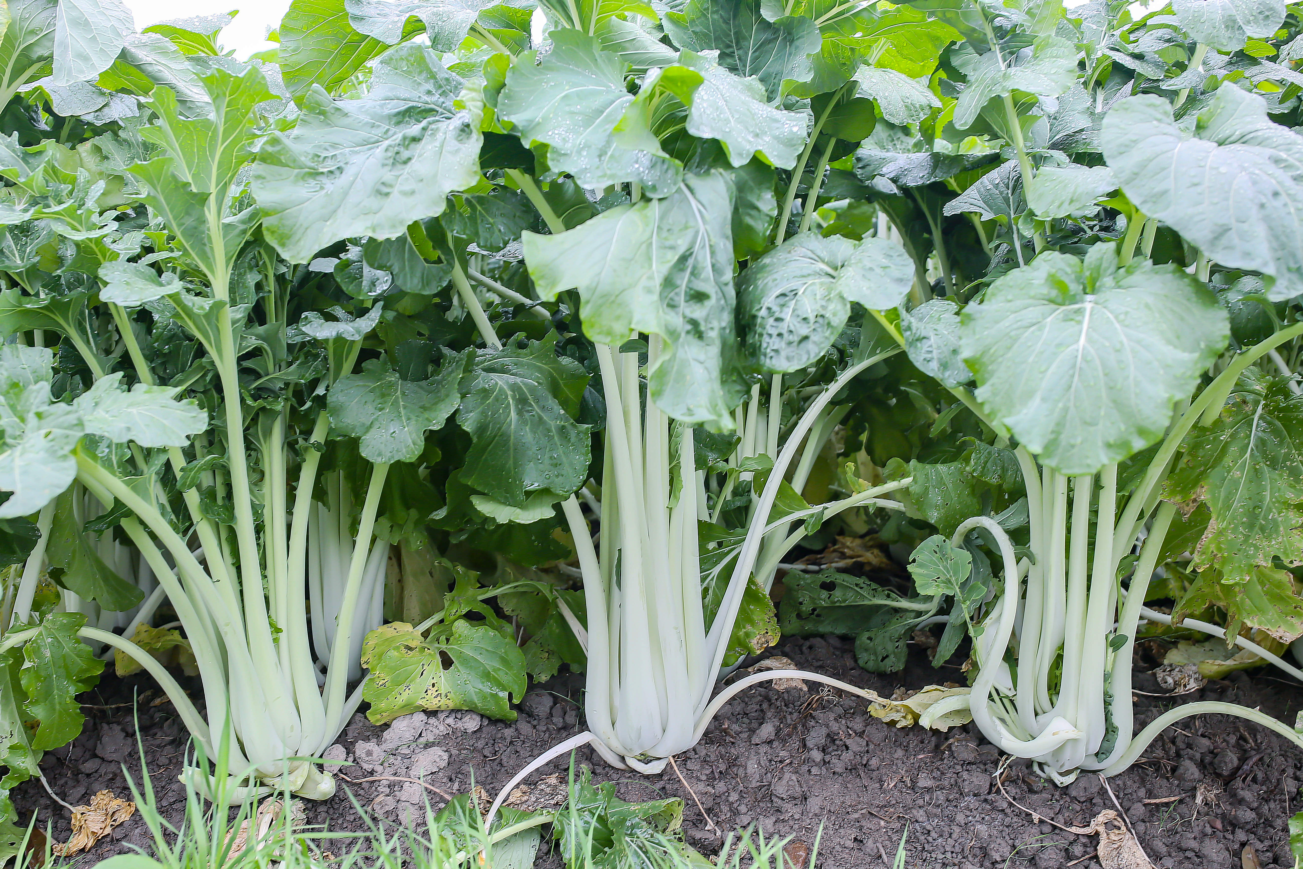 "厚大白"是厚大高脚白菜的俗称,因其原产地在汤溪镇厚大管理区一带