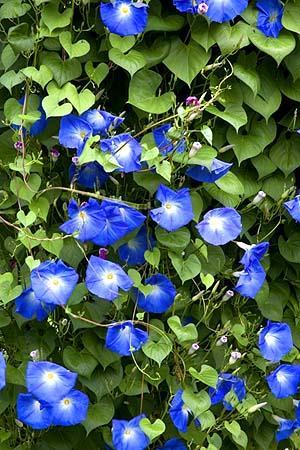 【首发】牵牛花,又名喇叭花