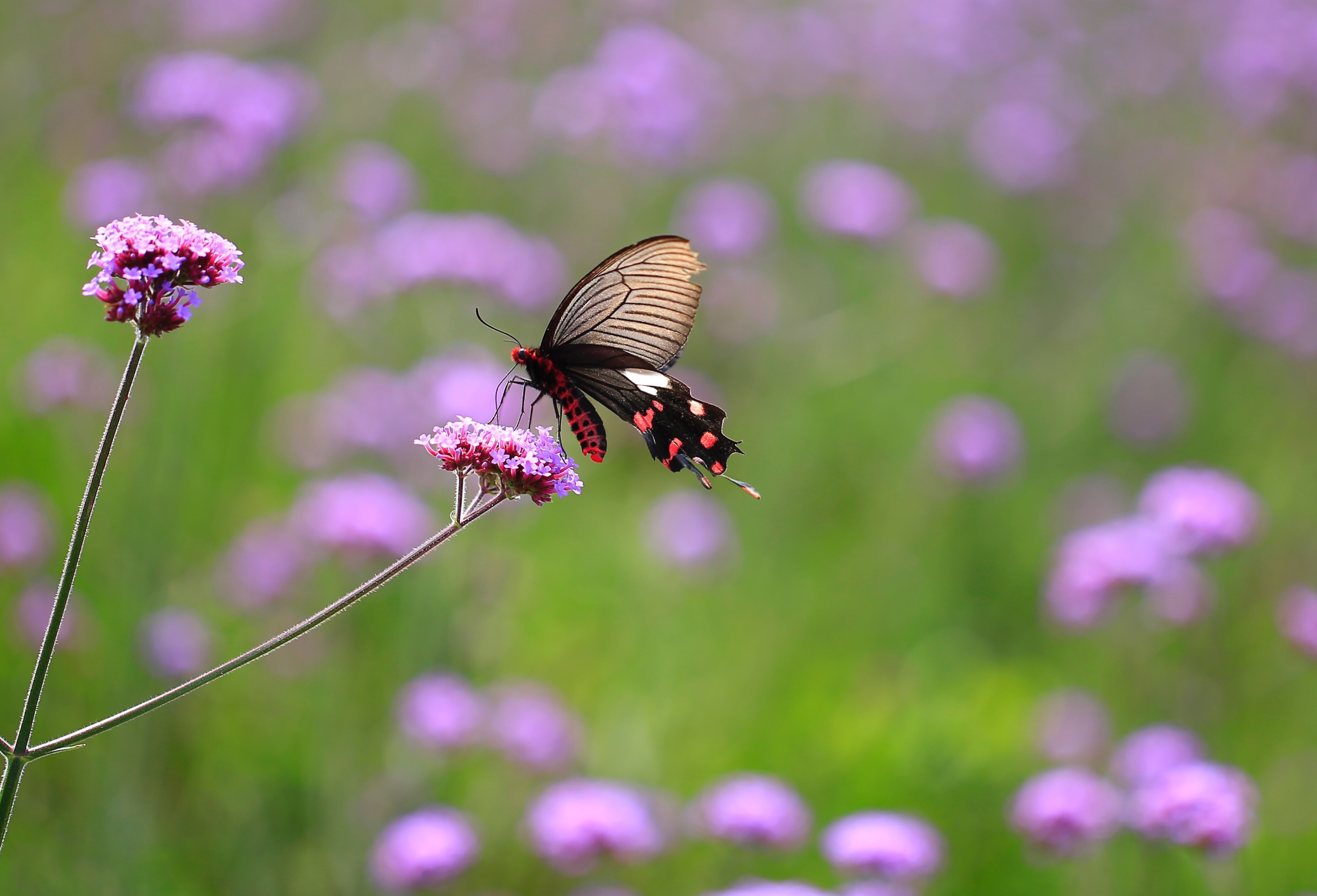 蝴蝶飞在花上唯美图片,蝴蝶与百合花花的图片 - 伤感说说吧