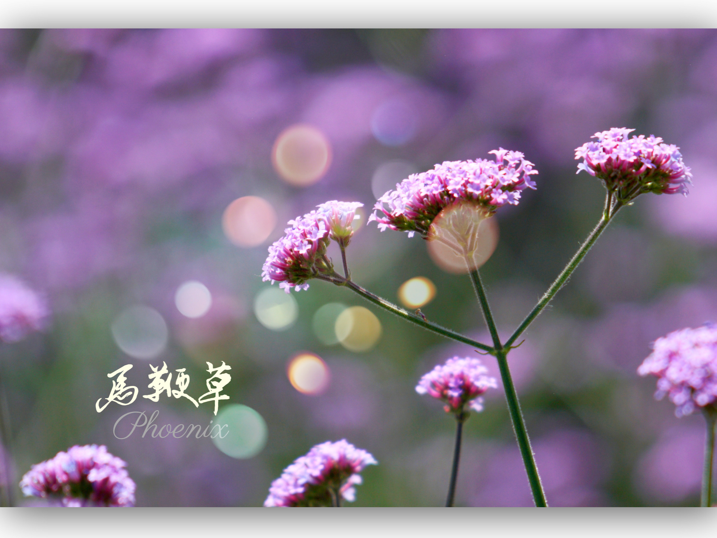 【中草药】马鞭草:节生紫花,全草入药,神圣之草,和平象征