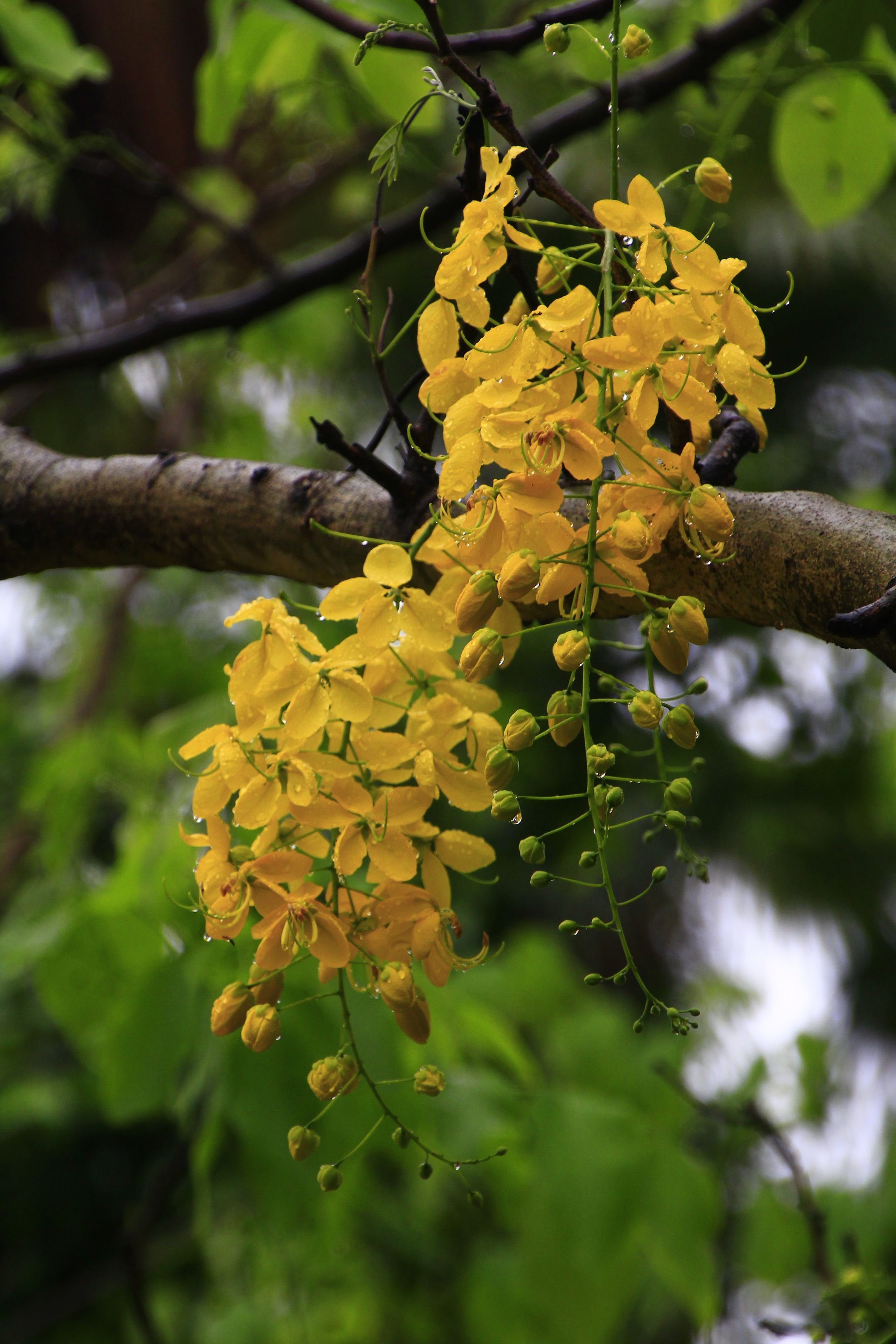 金链花,是泰国的国花,当地称为"dokkhuen",其黄色的花瓣象征泰国