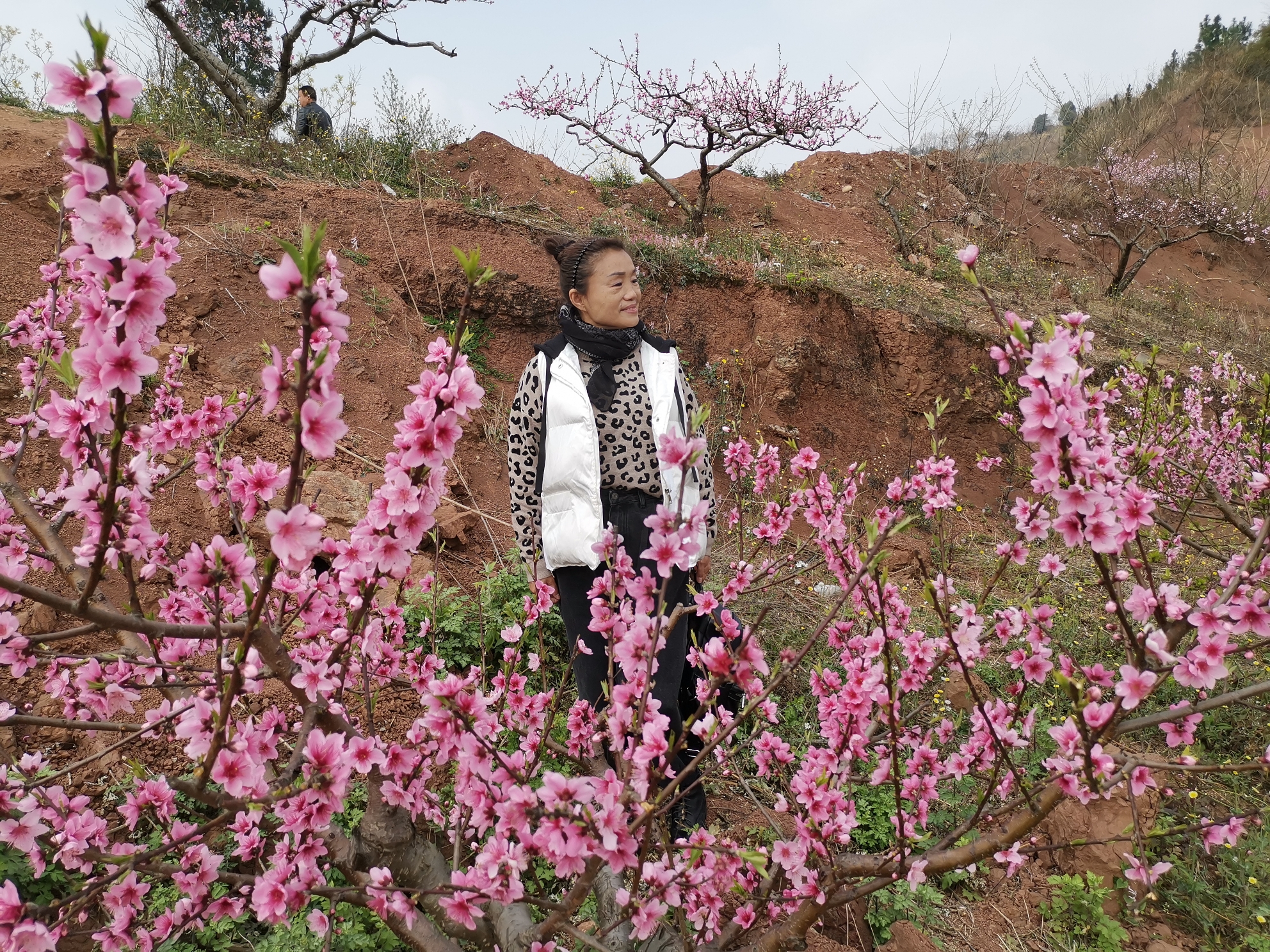 虽然疫情祸人家,桃花依然迎春开.今日上山赏桃花,花美只是人不同.