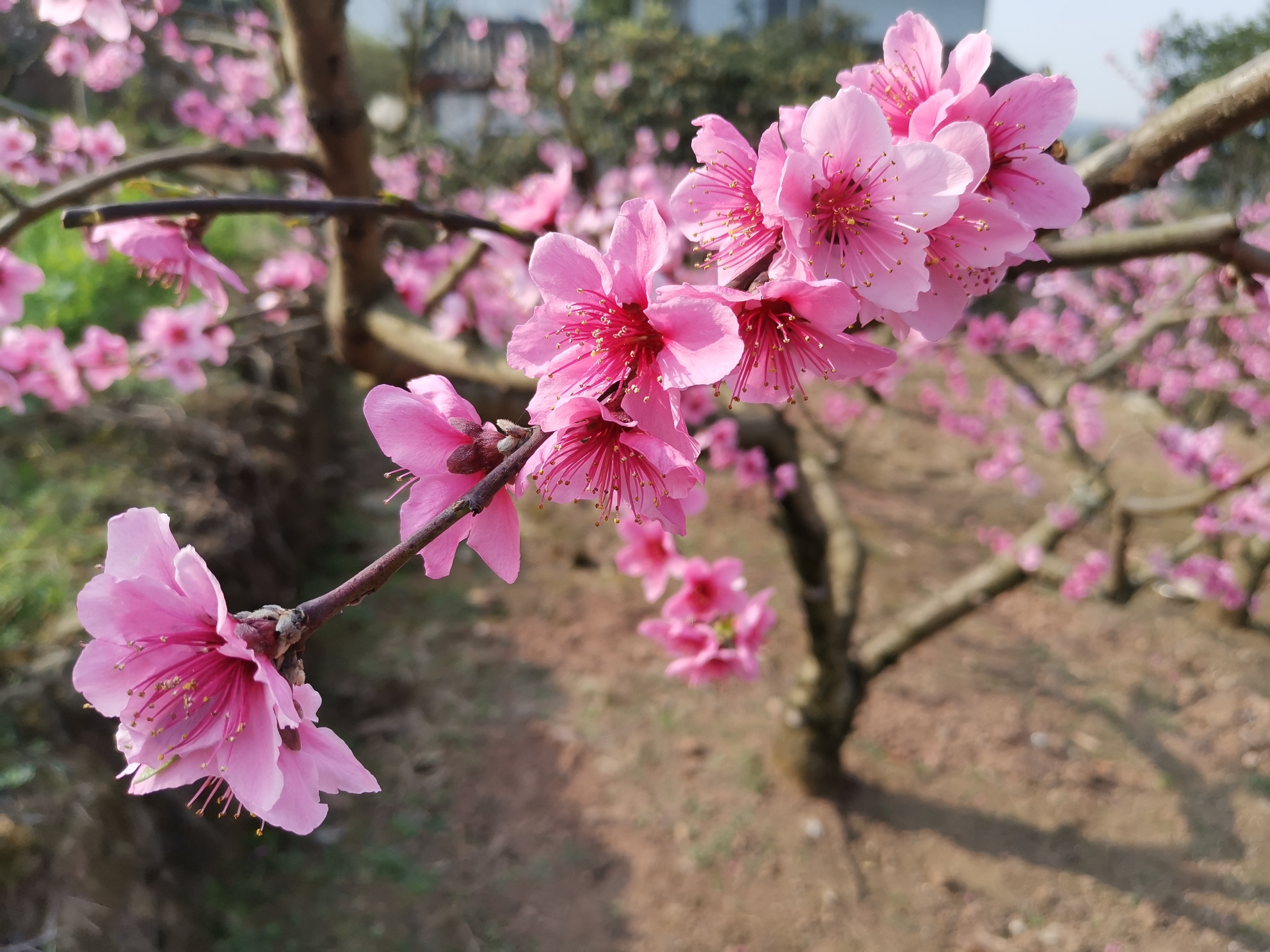 虽然疫情祸人家,桃花依然迎春开.今日上山赏桃花,花美只是人不同.