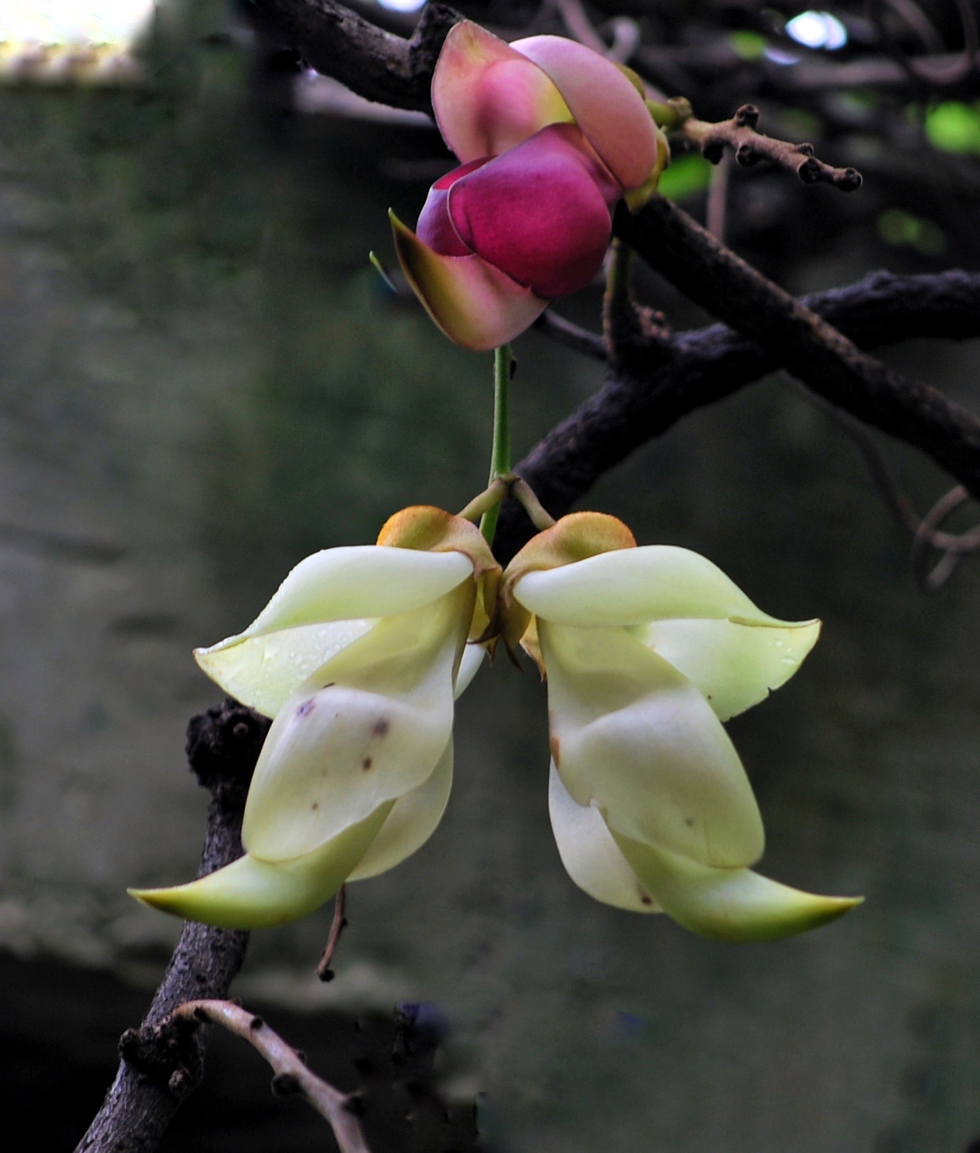 "禾雀花"(首发)