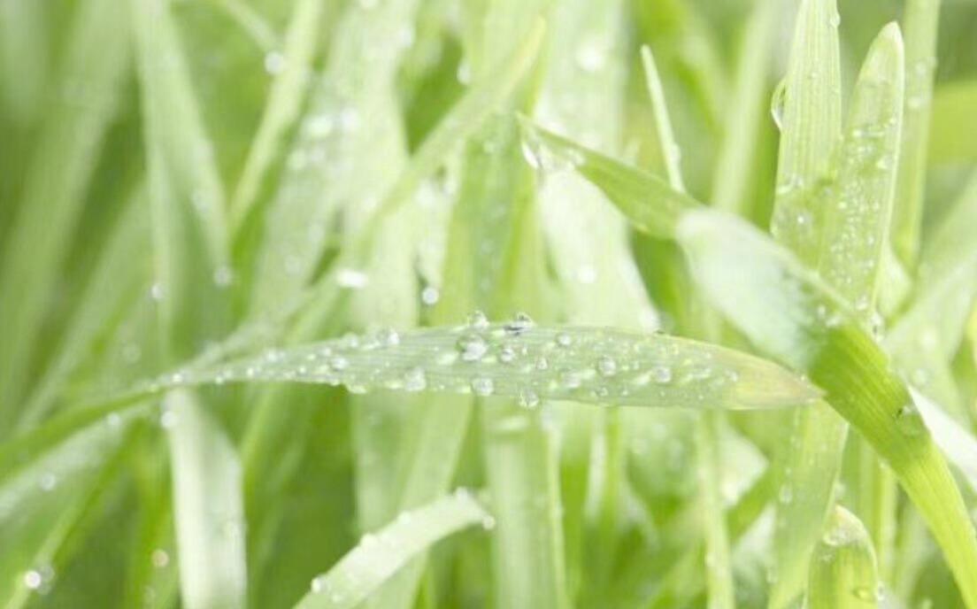 几首诗写给春天的雨水