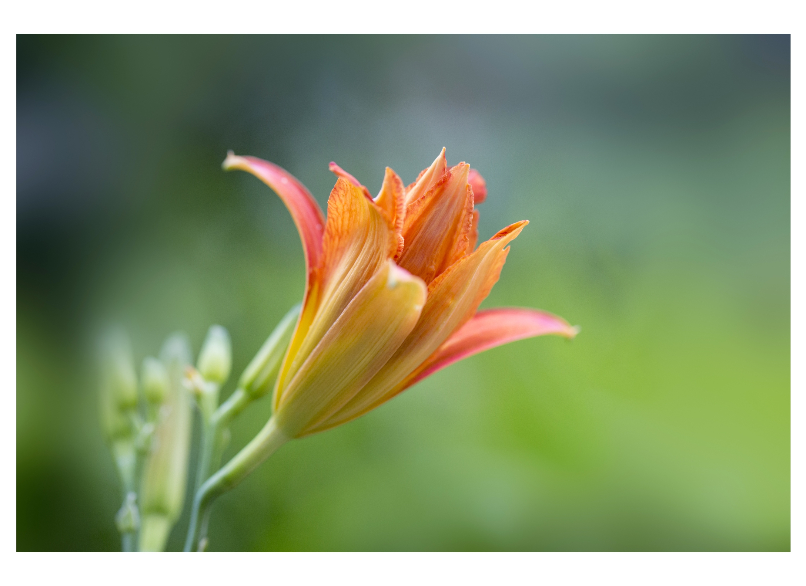 4,萱草的花语是爱的忘却.
