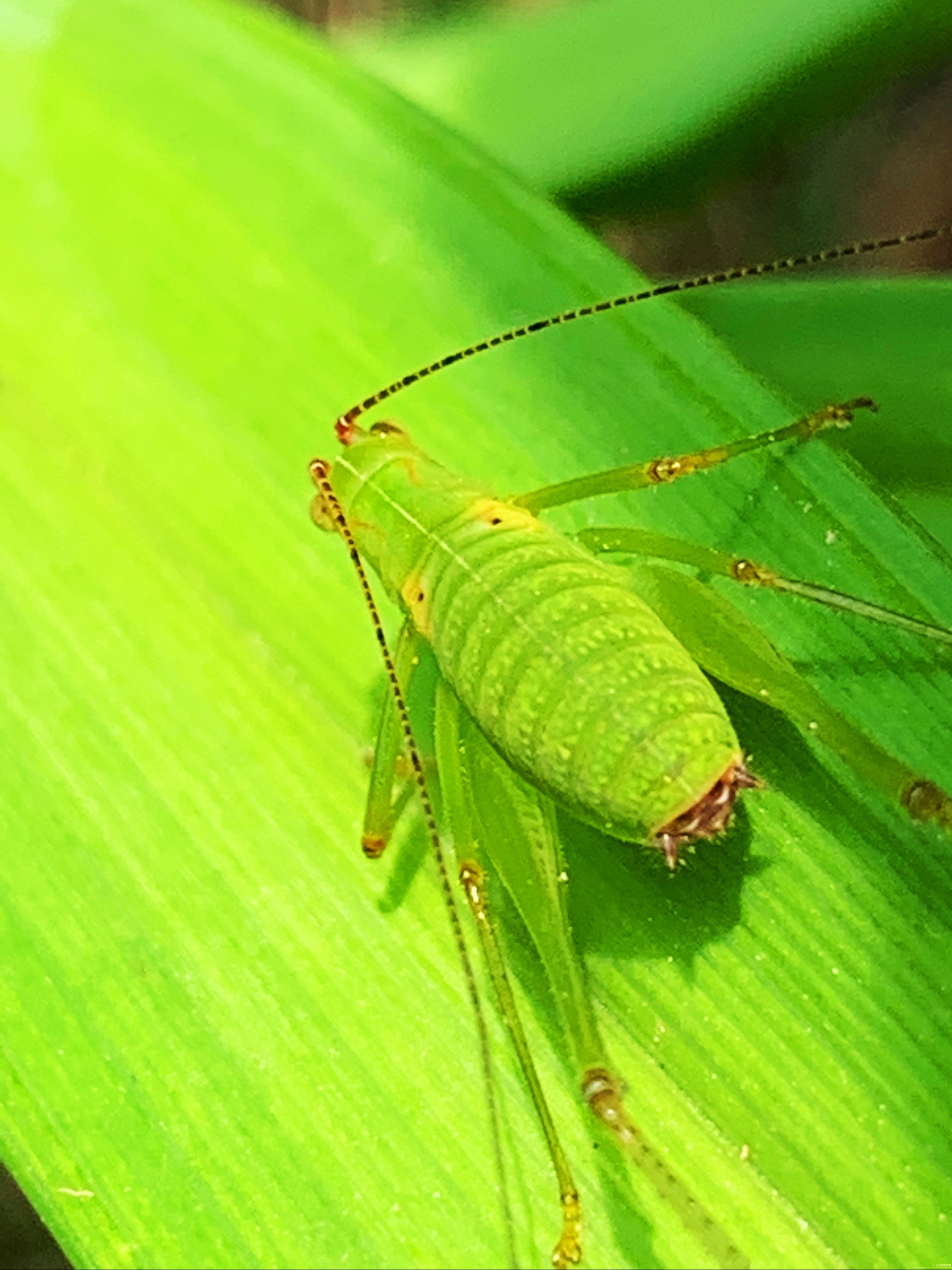 蝈蝈