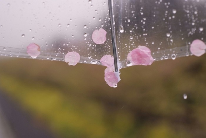 今夜,下起花瓣雨