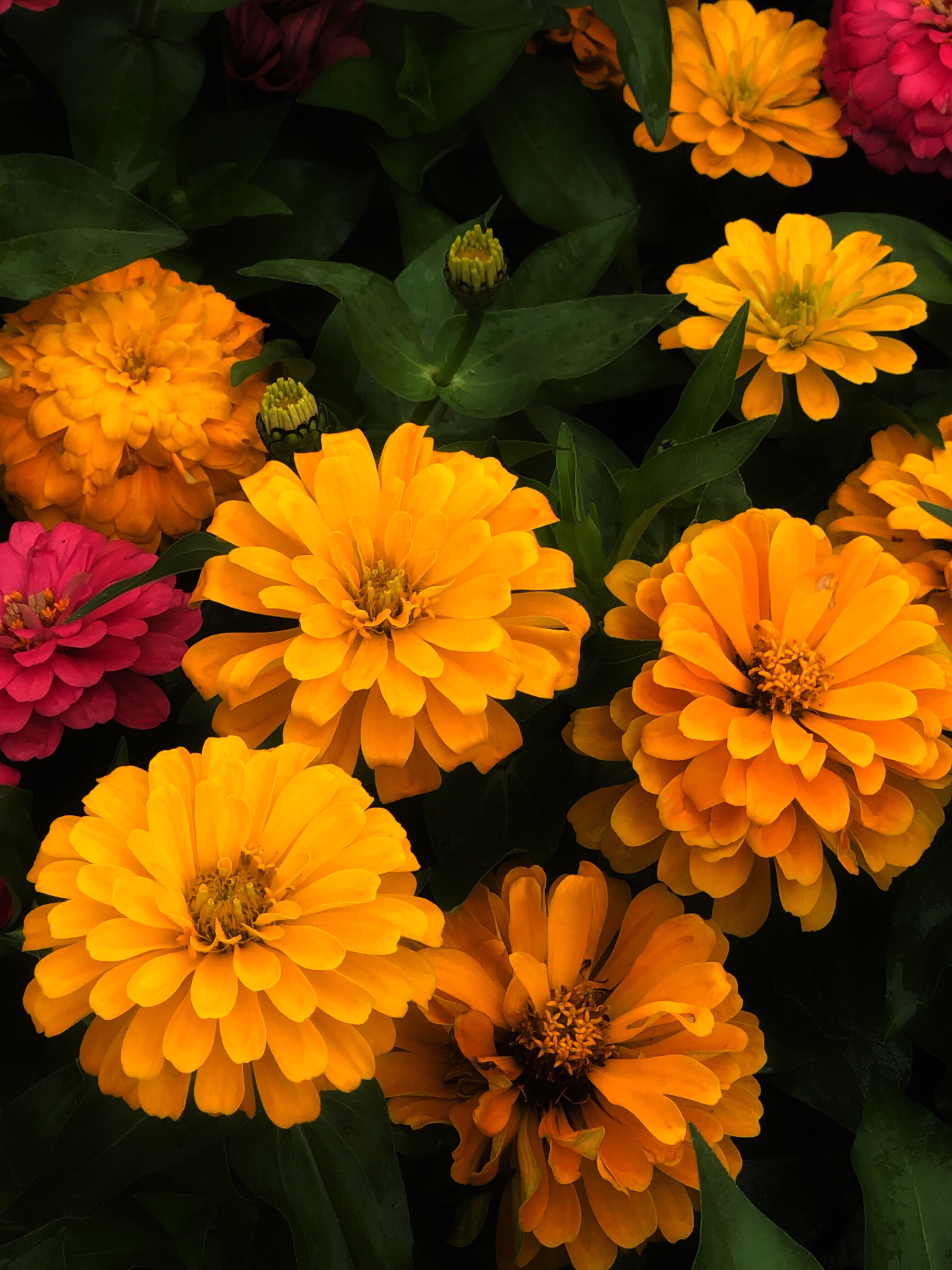 百日菊