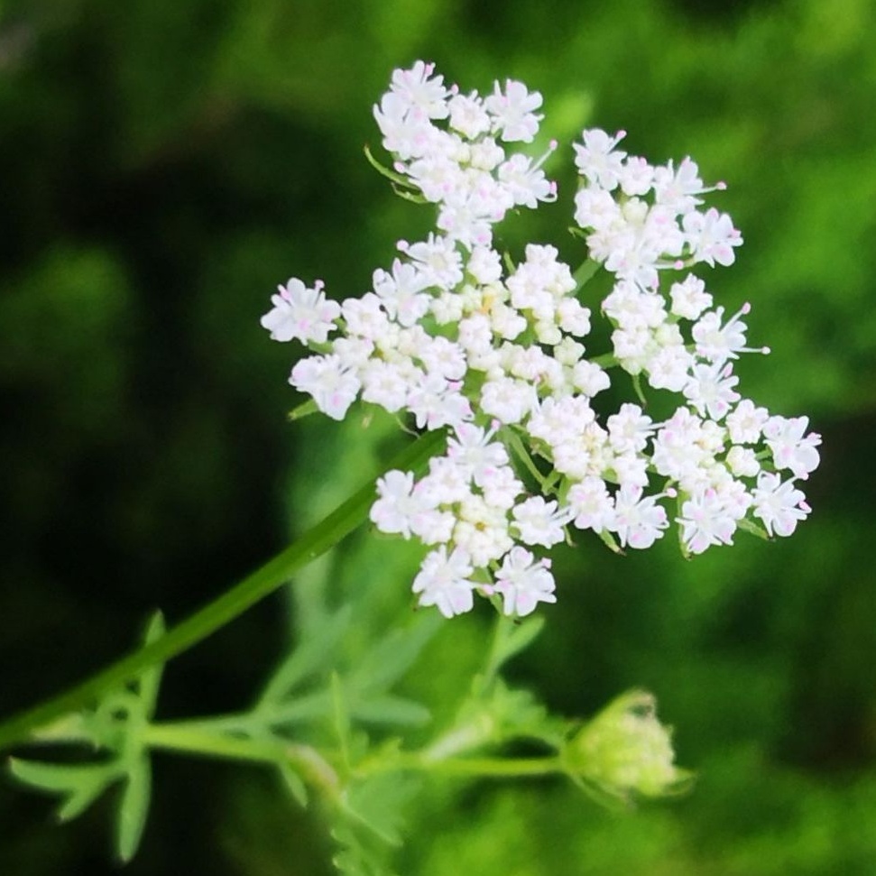 蛇床花【首发】