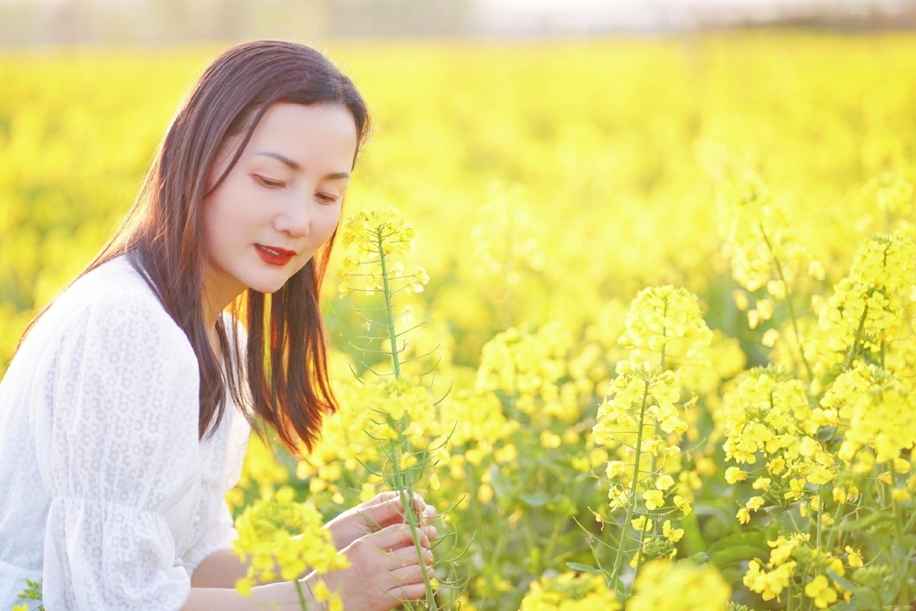 春天的油菜花