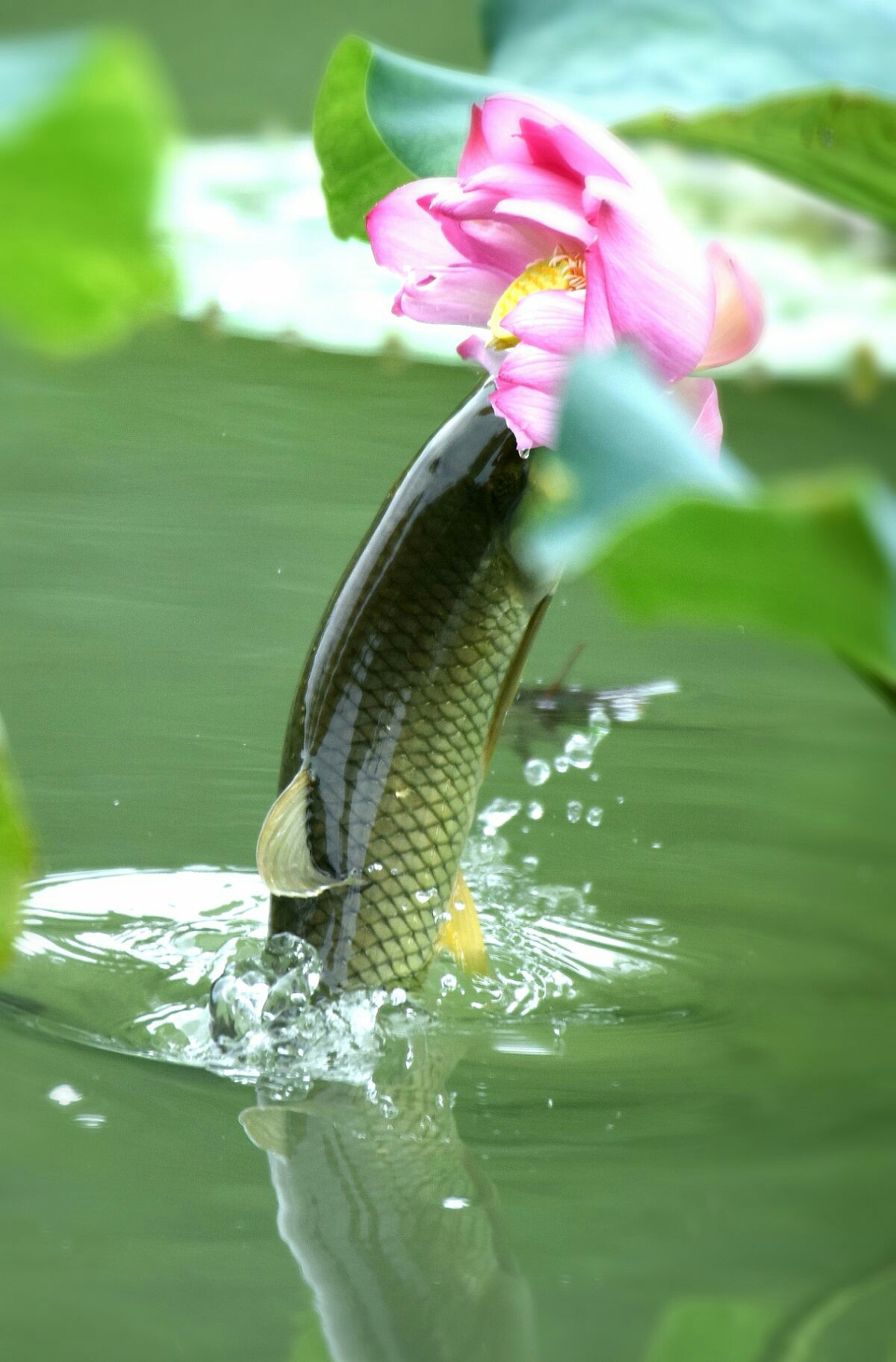 出水芙蓉洁净心,轻施粉黛似鸳衾