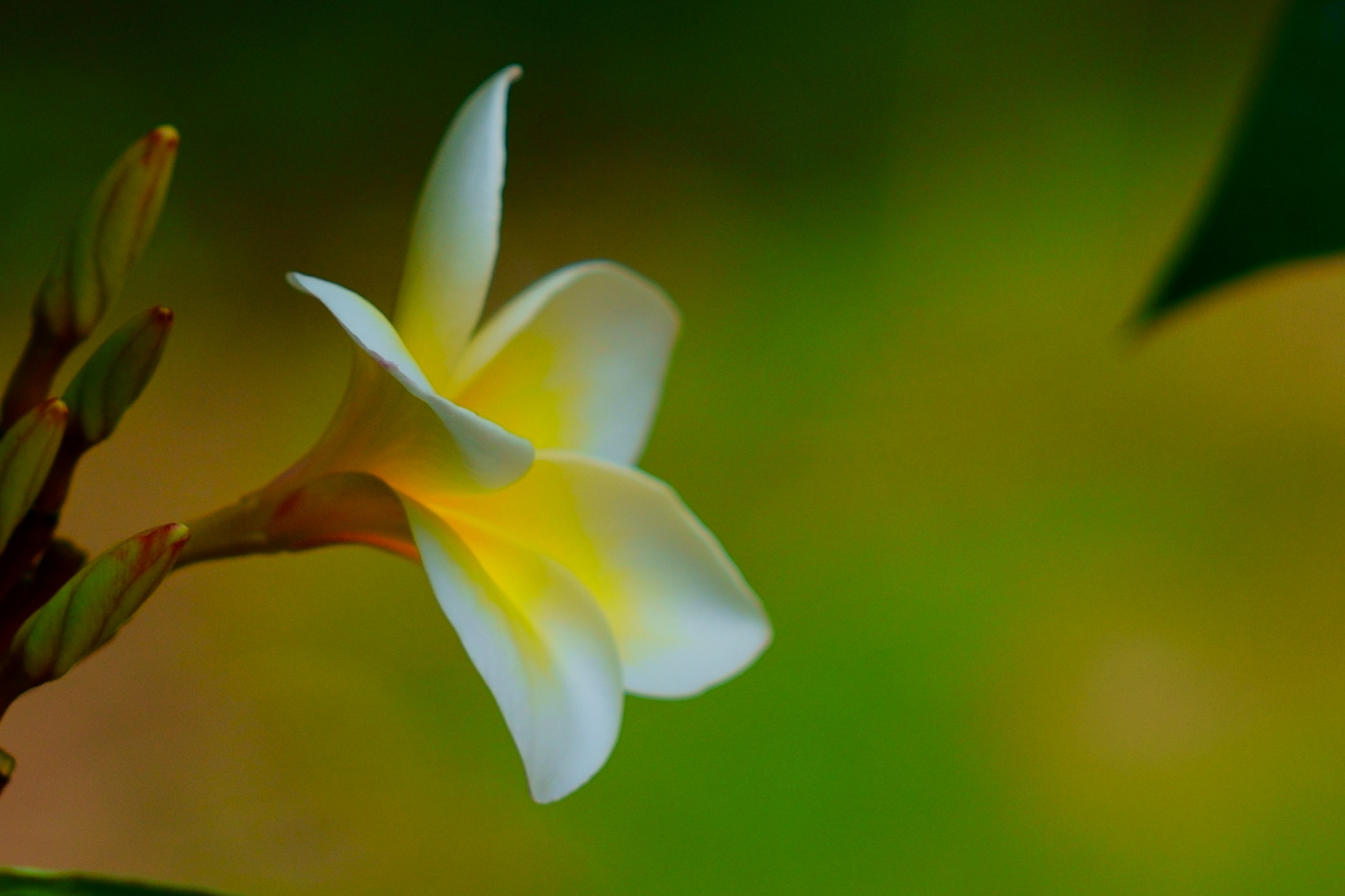 鸡蛋花