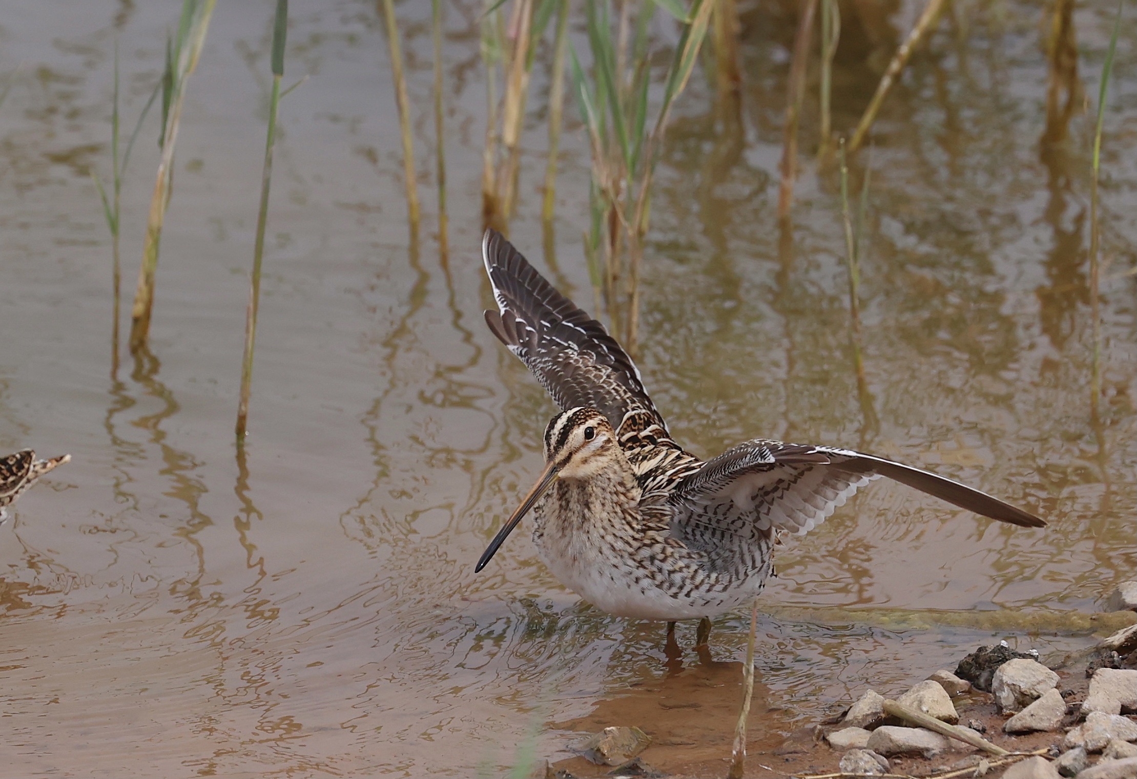common snipe,学名:gallinago gallinago),是鸻形目丘鹬科沙锥属的