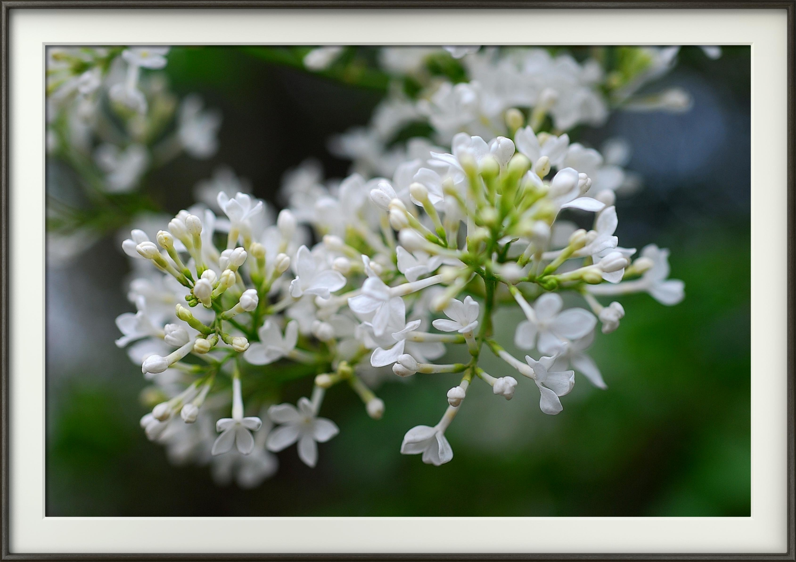 【首发】白丁香花