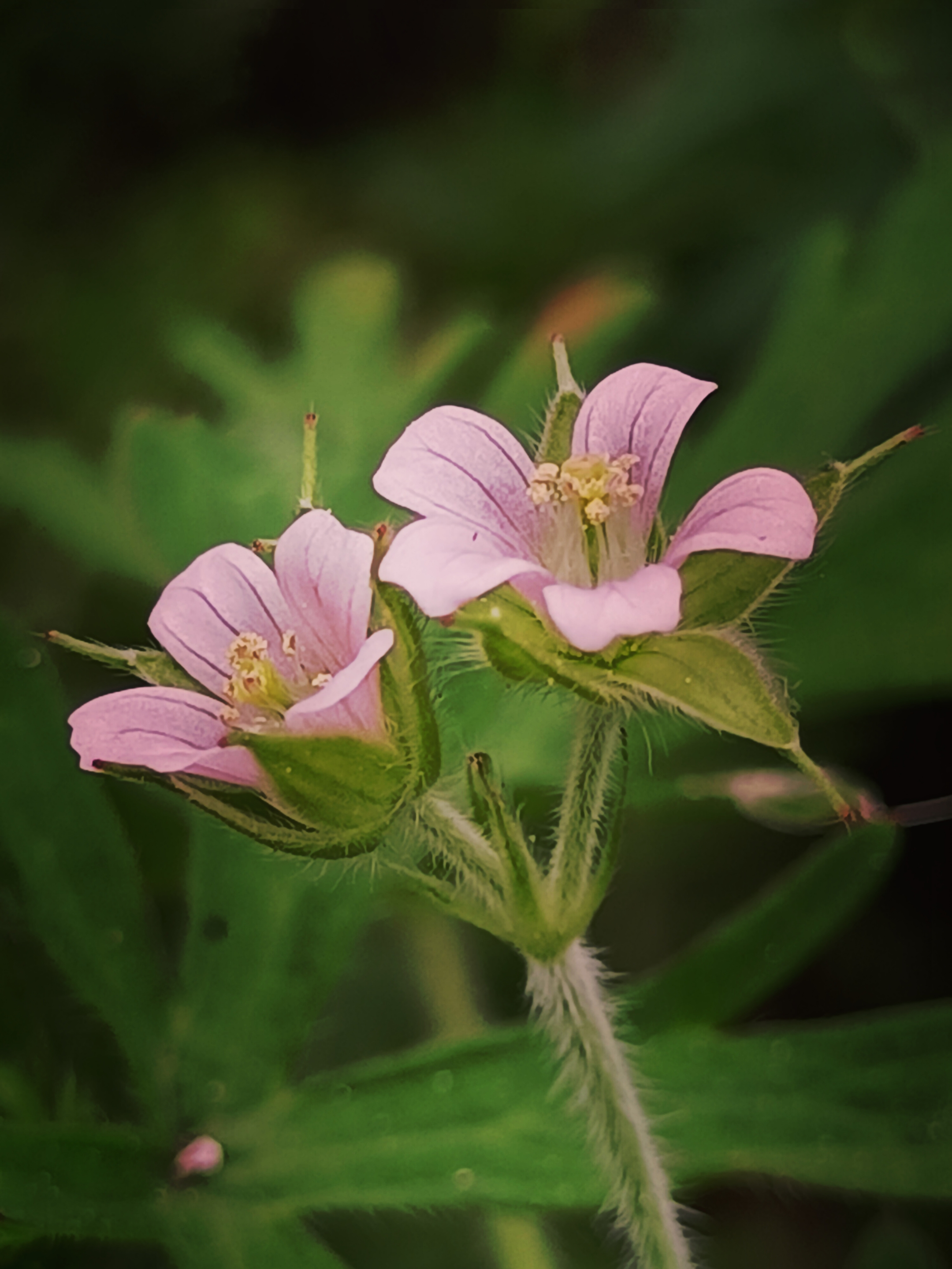 首发野老鹳草