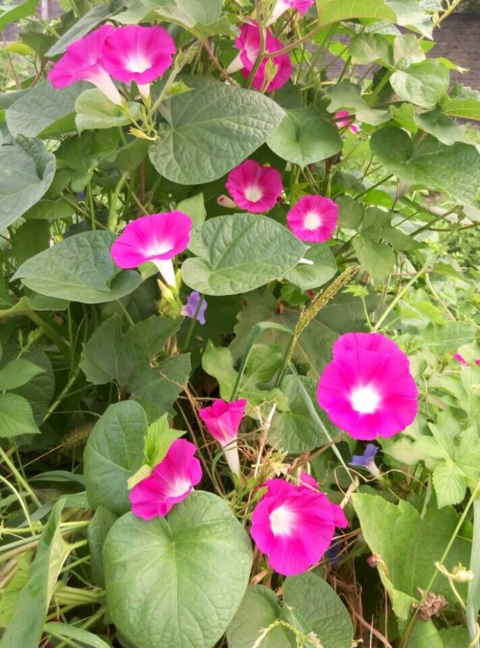 喇叭花
