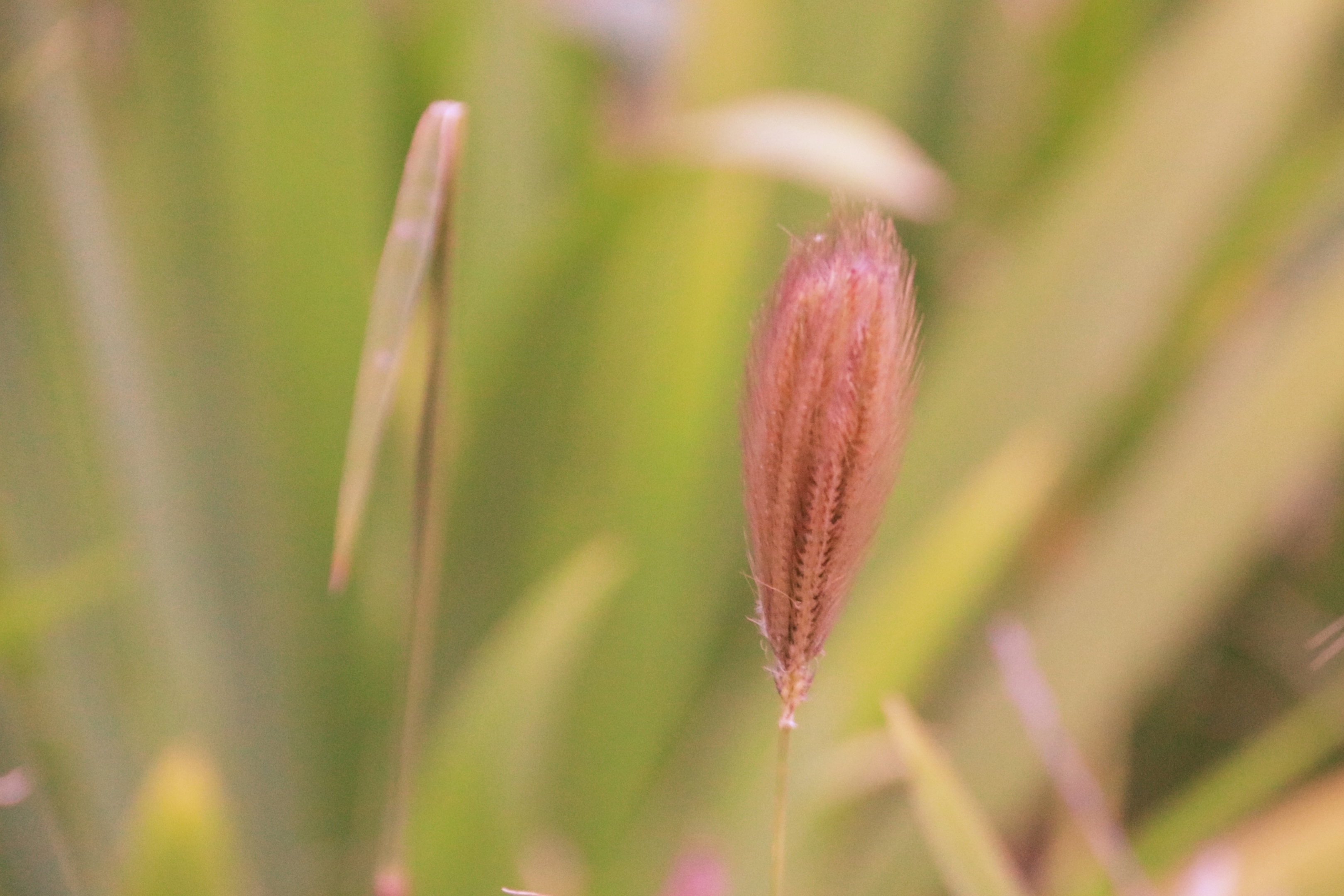 虎尾草【首发】