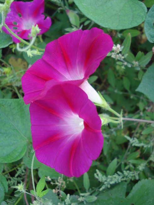 牵牛花