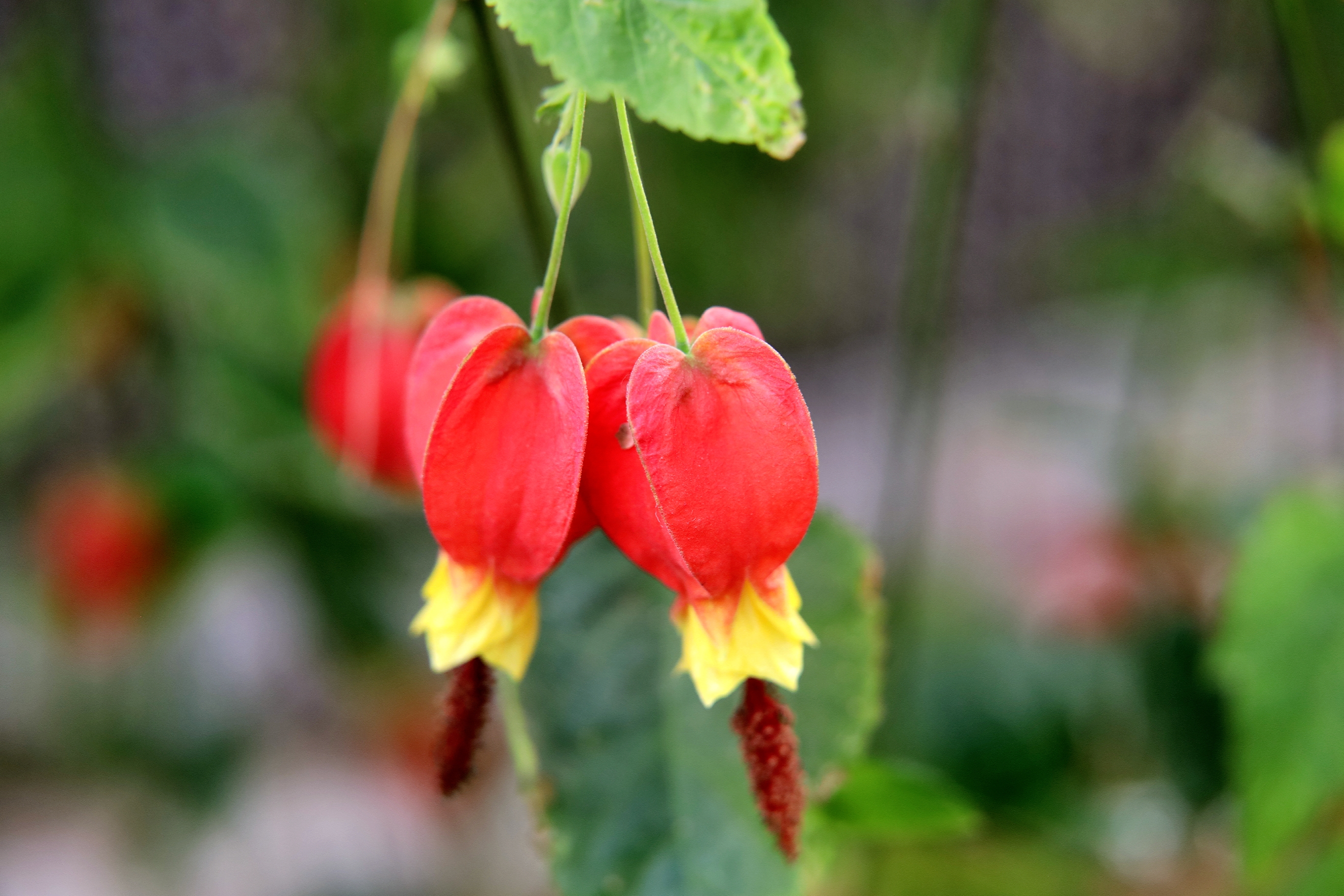 首发蔓性风铃花