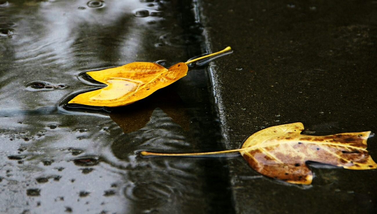 秋雨绵绵落叶无声