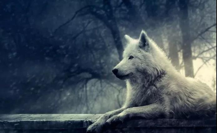孤独的狼