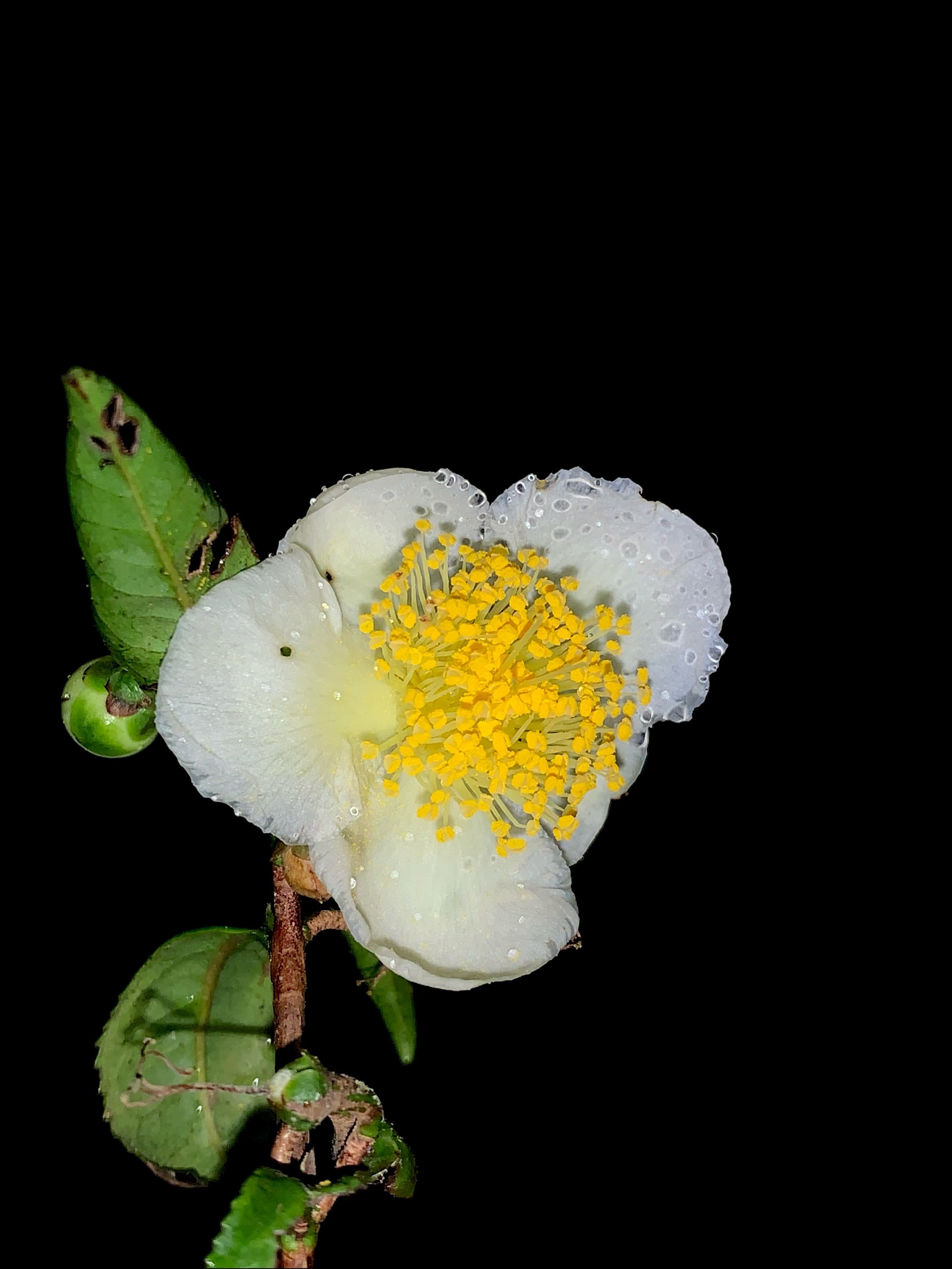 山茶花