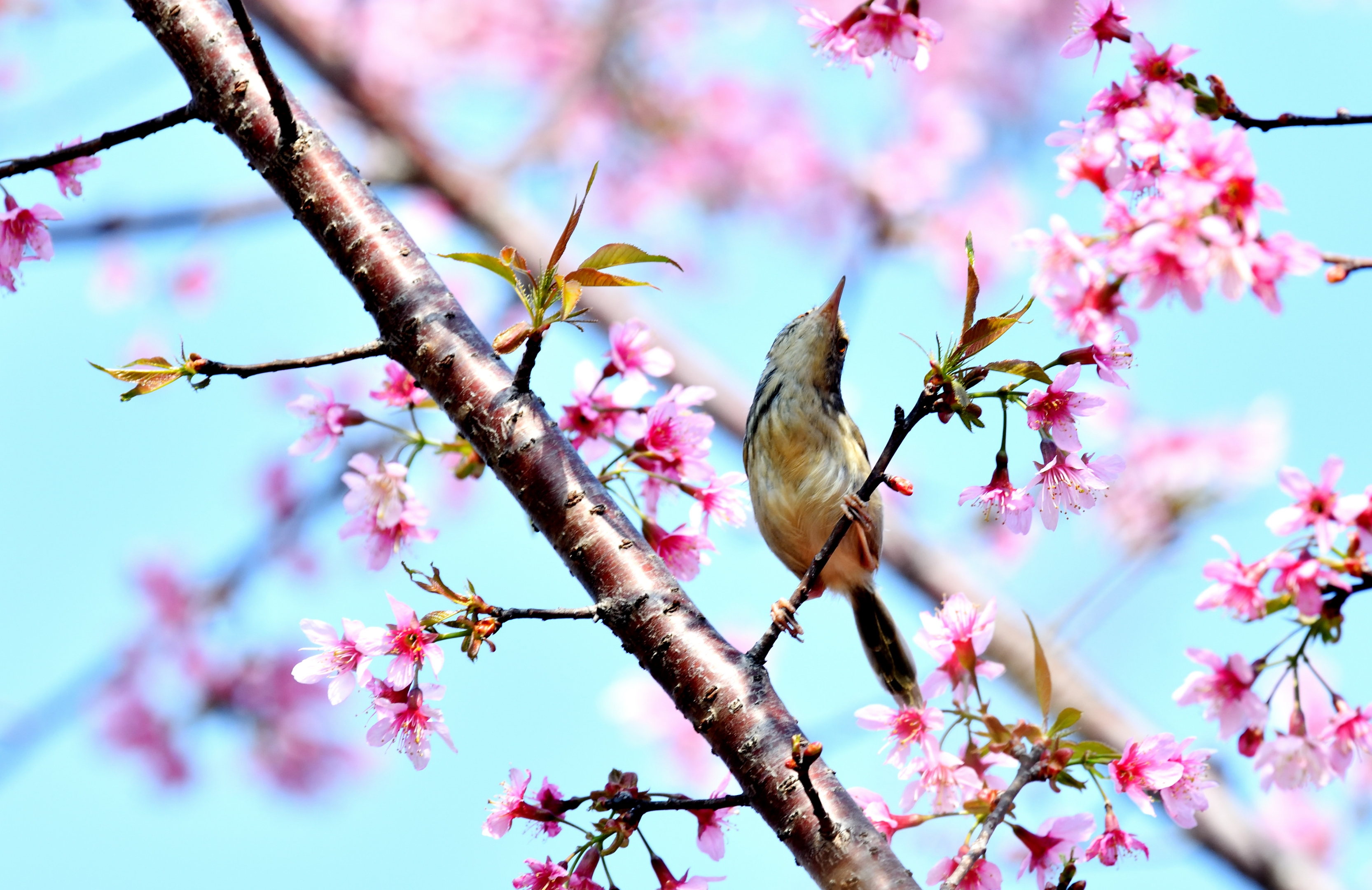 樱花树上的小鸟①