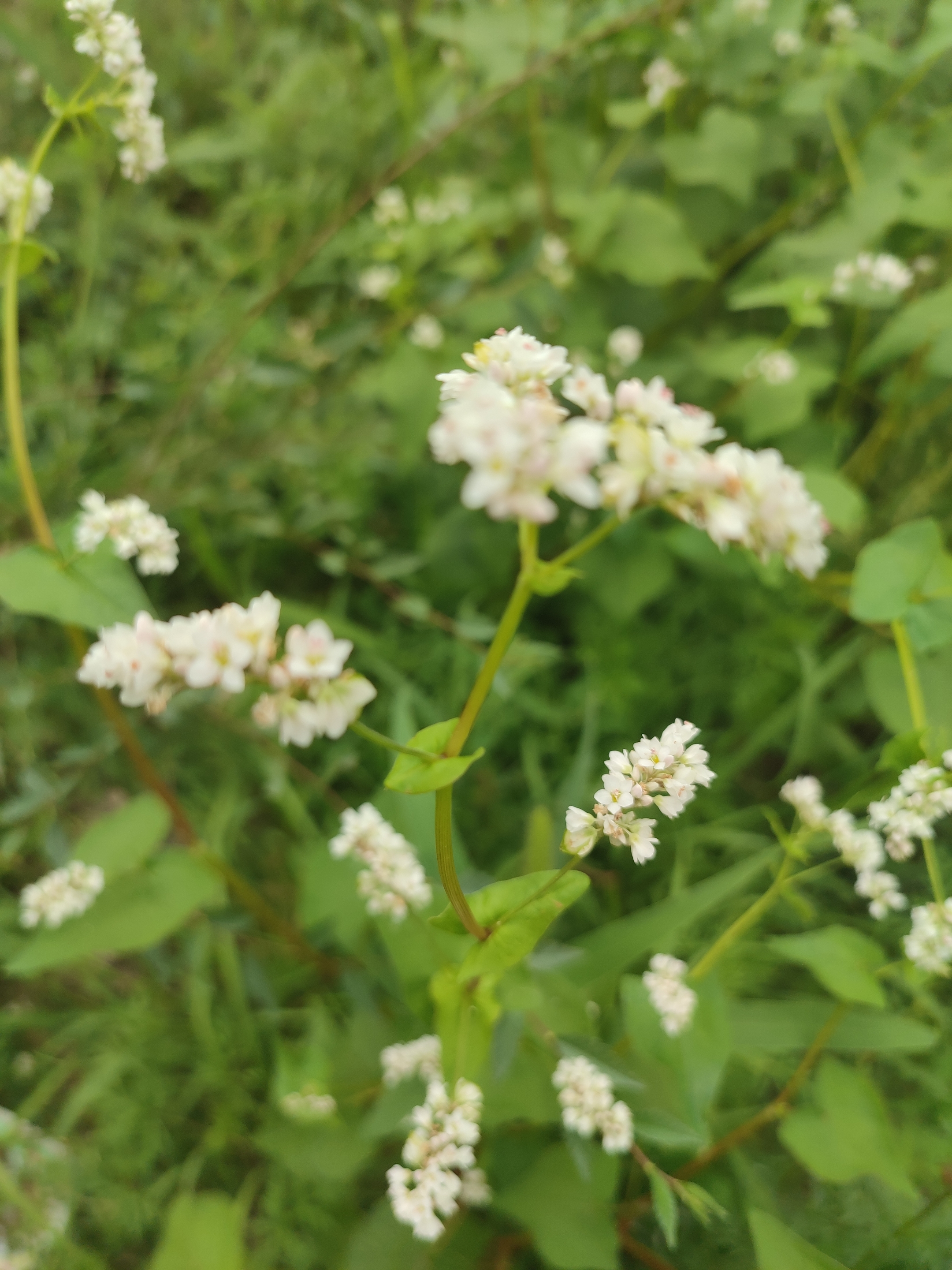 荞麦花(vv首发)