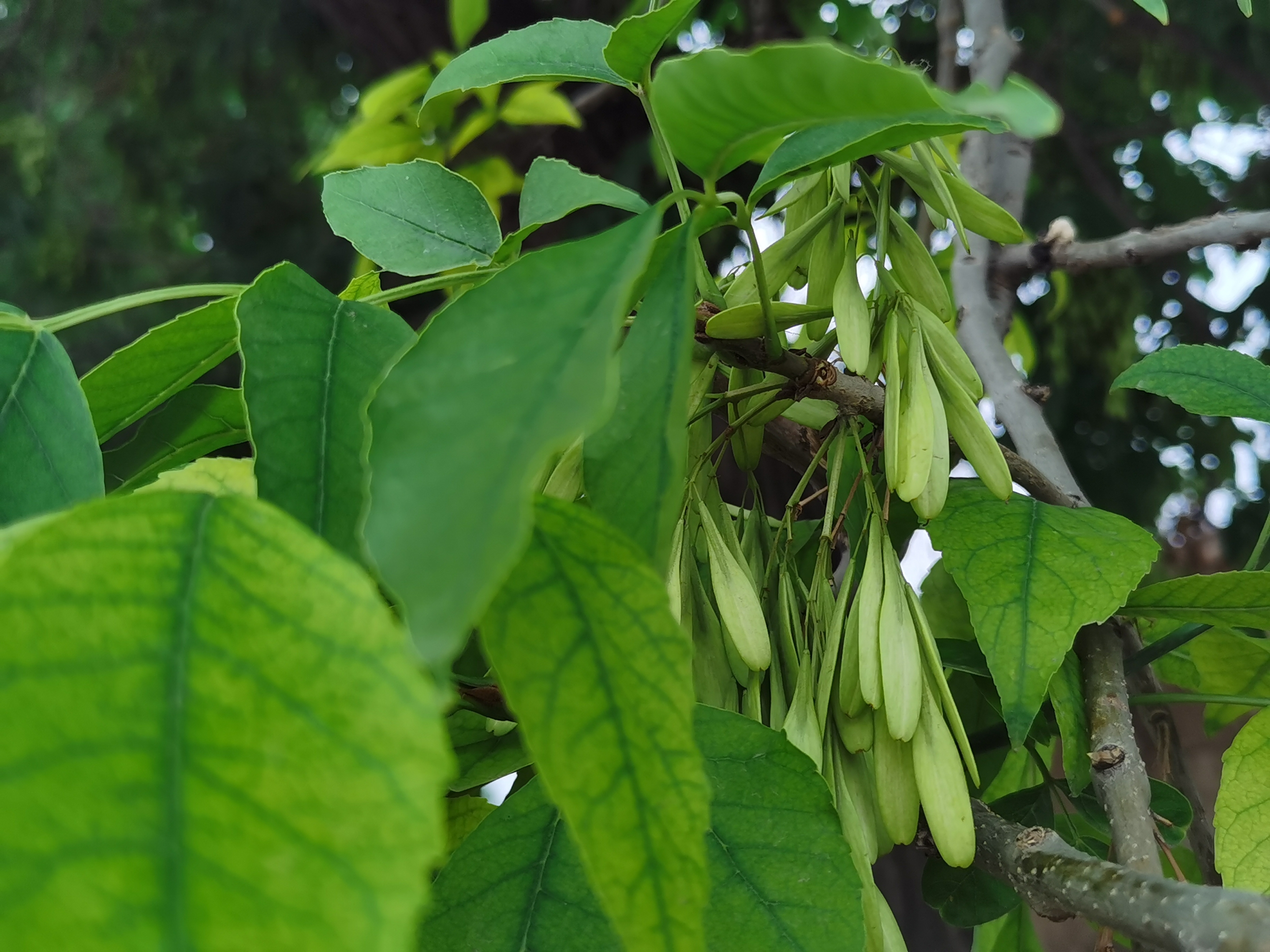 【首发】白蜡树的果实(宁静向暖)