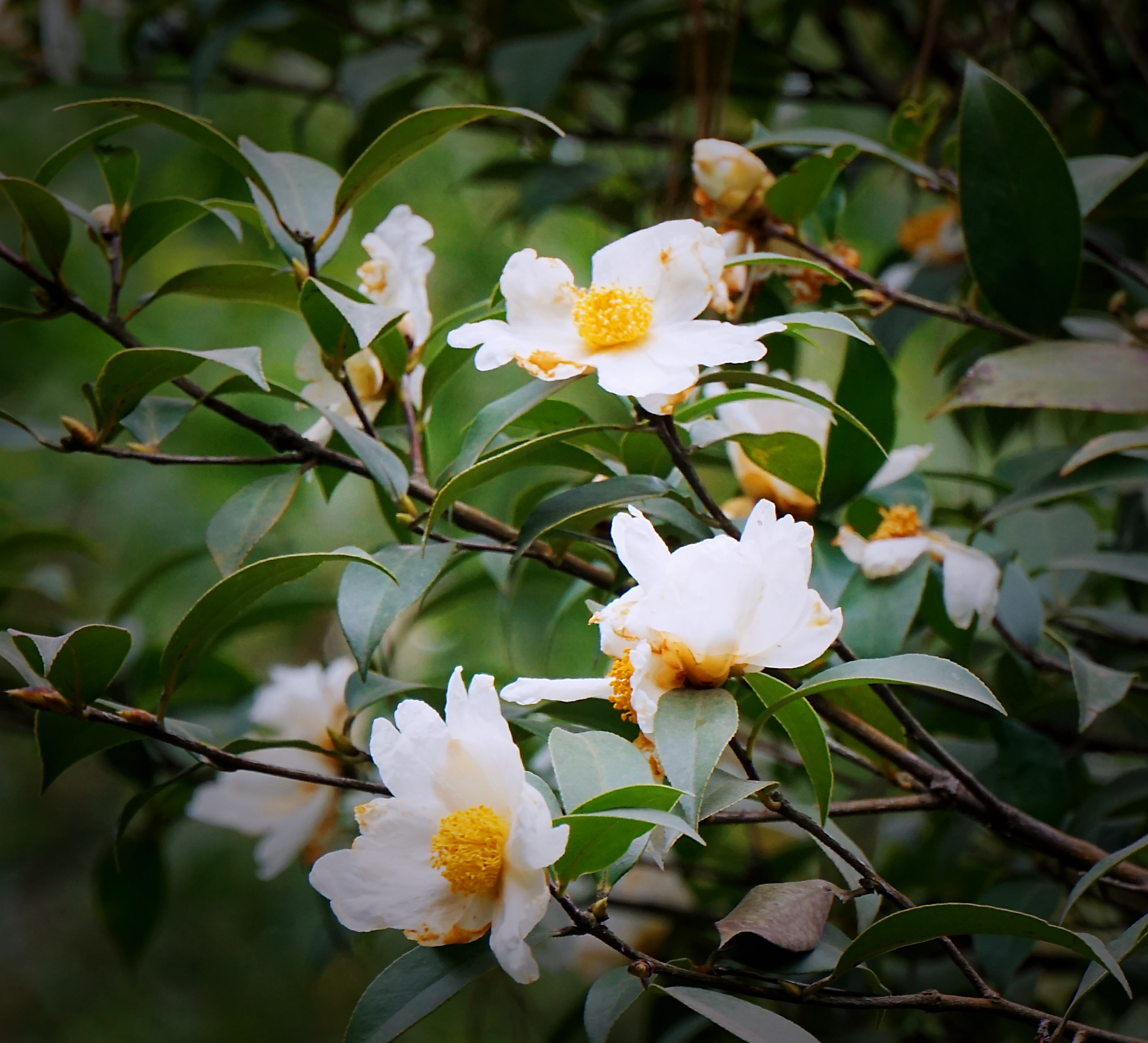 冬日里的茶树花(首发)