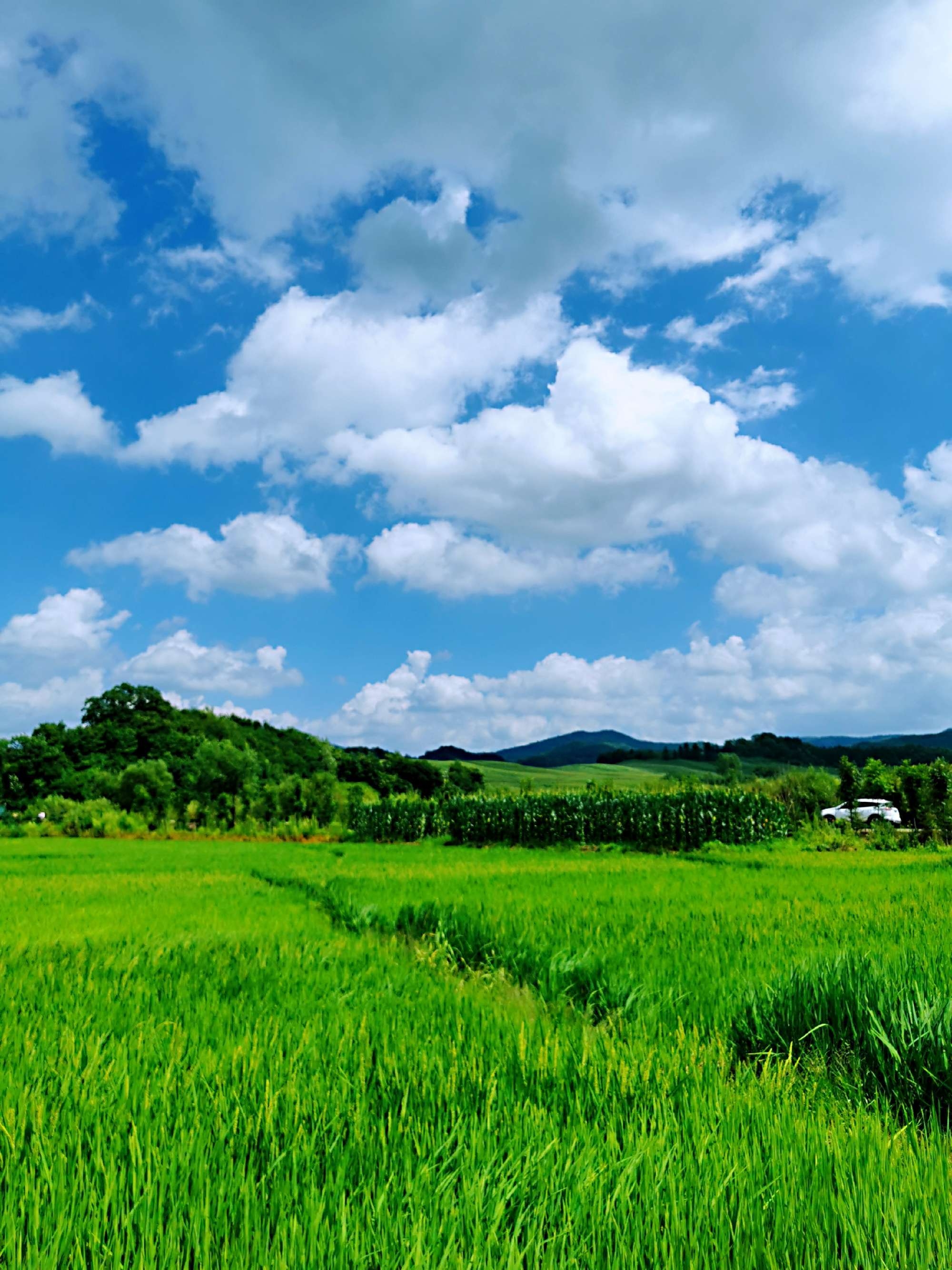 希望的田野