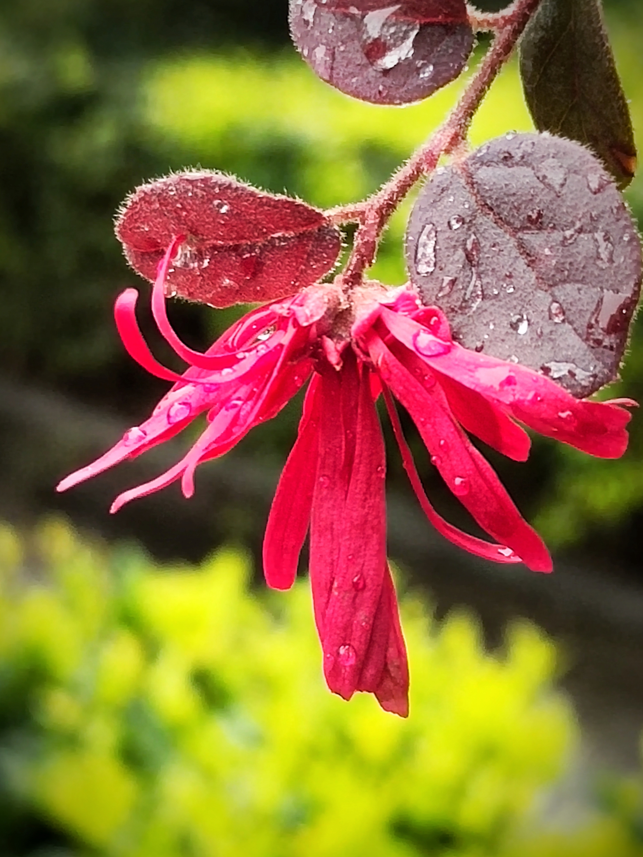 雨中红花檵木【首发】