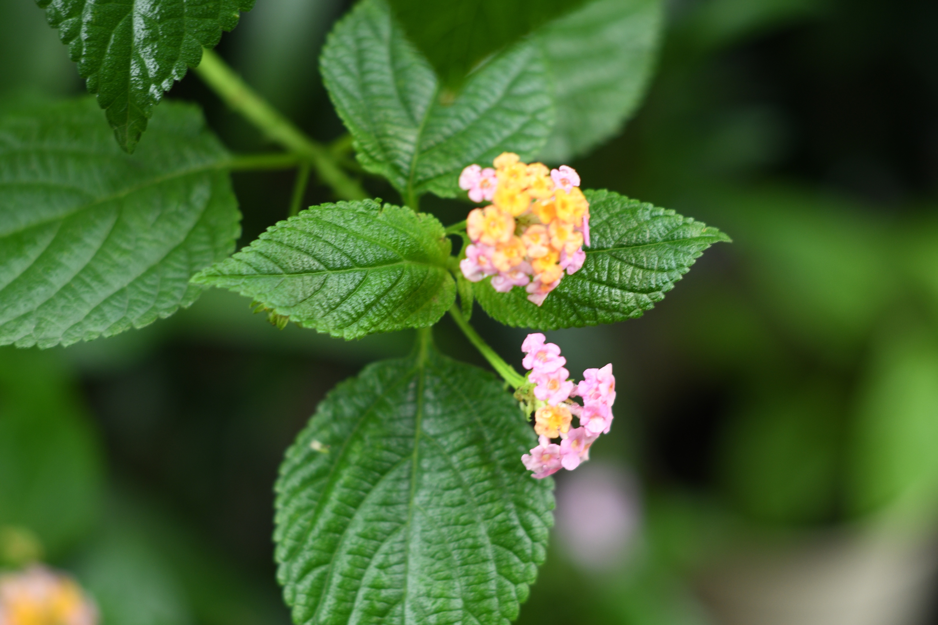 马缨丹花(首发)