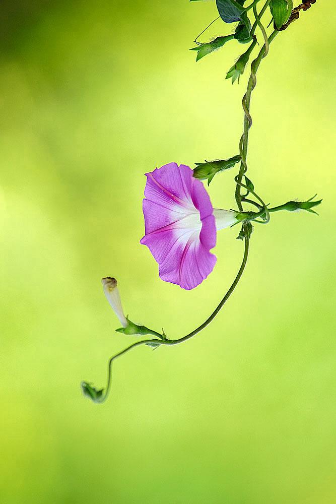 牵牛花夏季正鲜艳