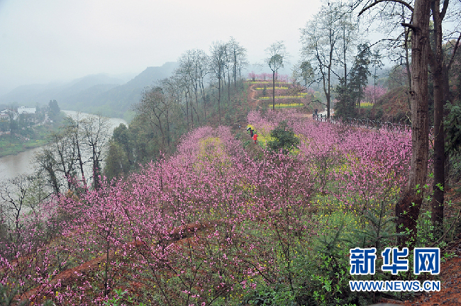 私人定制安仁桃花岛铁索桥稻田公园花海一日游