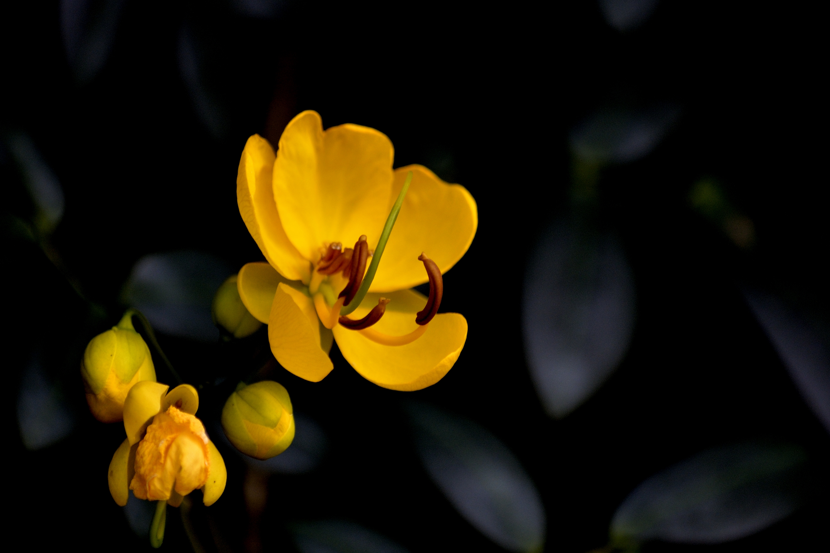 黄槐决明花