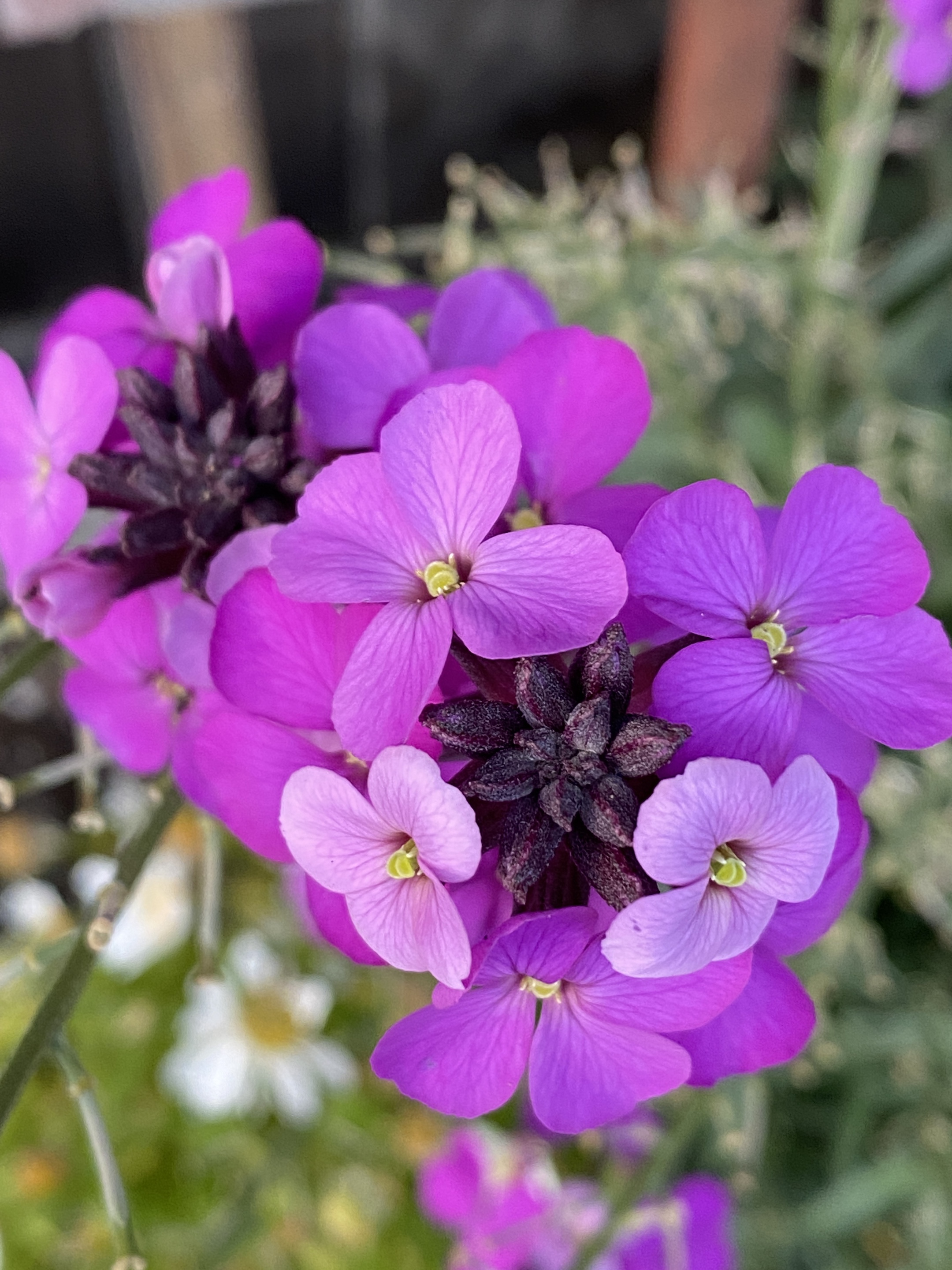 欧亚香花芥