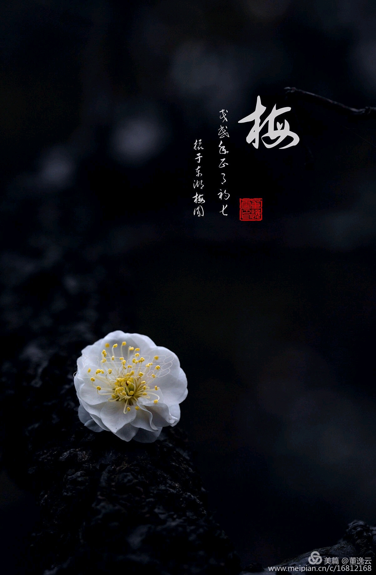 天若有情,天亦老.那得梅花,扑鼻香.一一一梅花三弄