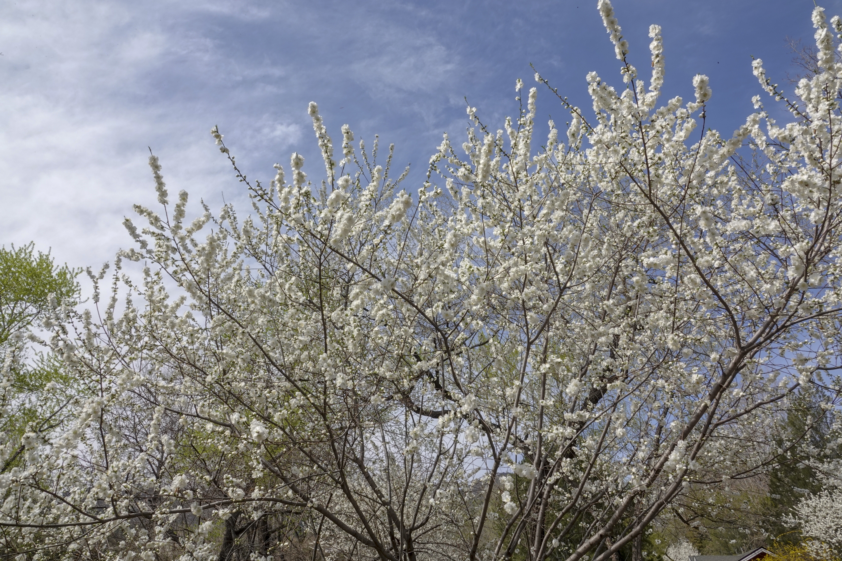 【首发】白花山碧桃