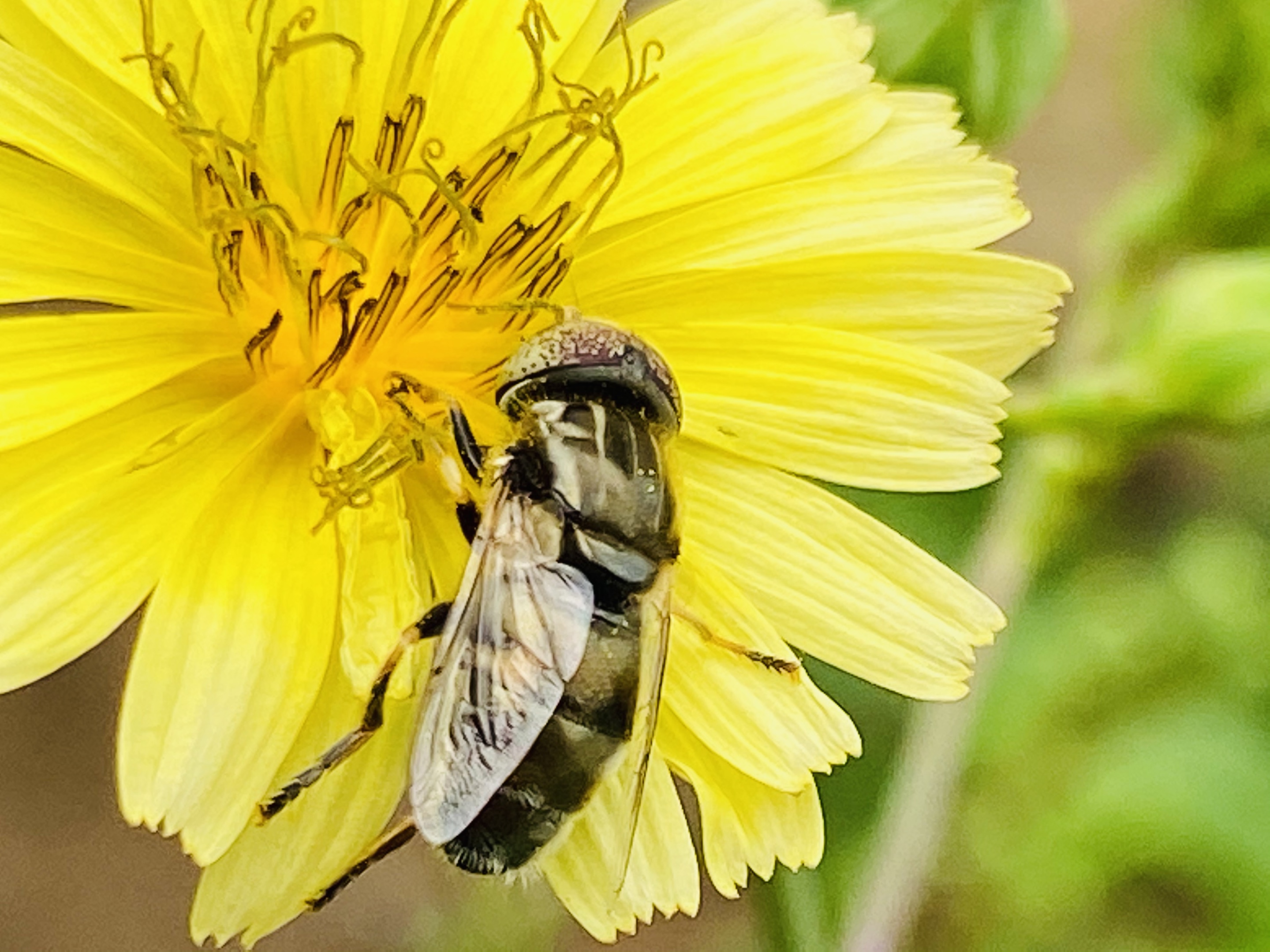 食蚜蝇