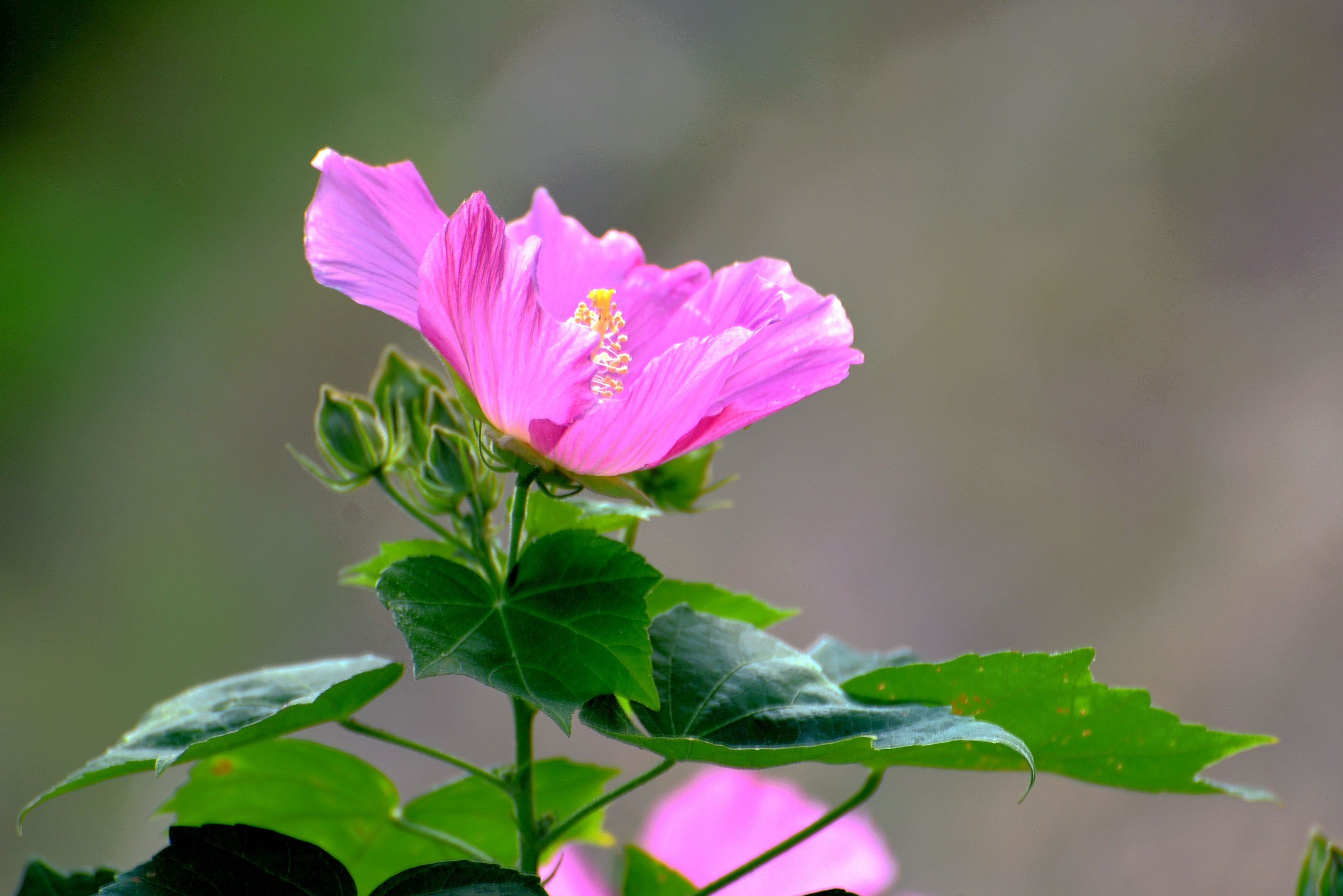 芙蓉花