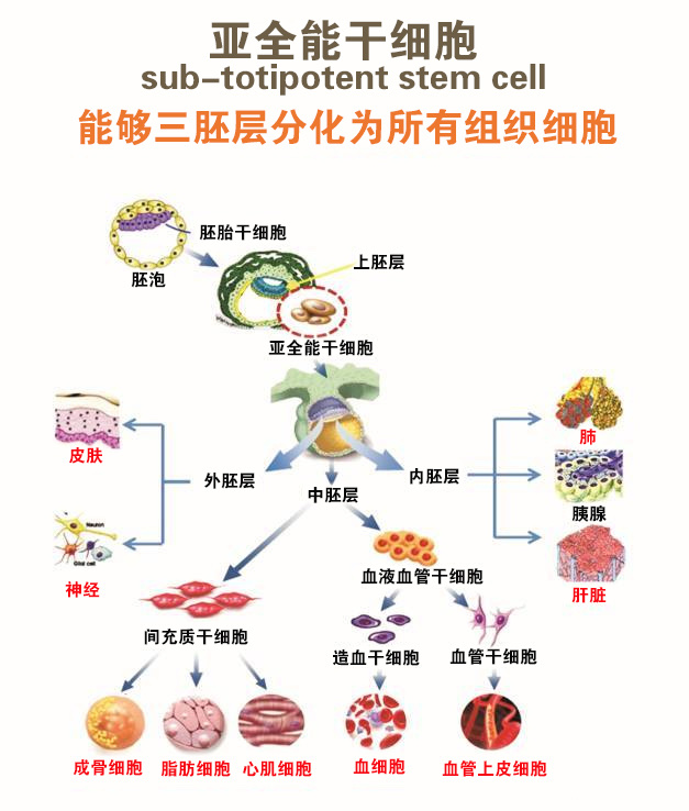 烧烫伤患者的福音将干细胞喷洒在患者伤口处可让皮肤再生